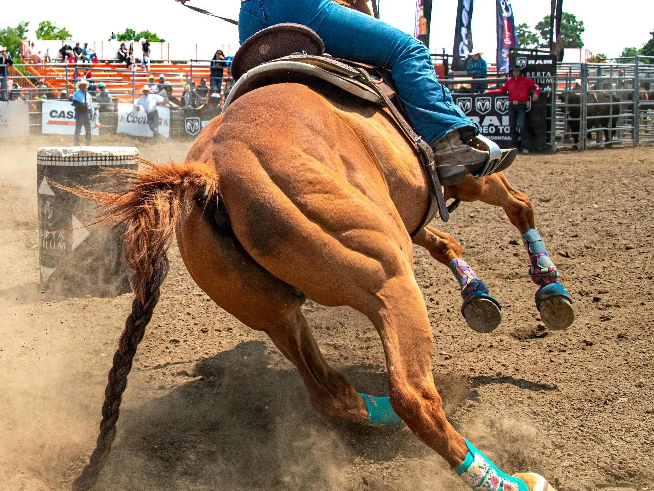 Horse with bend or spots