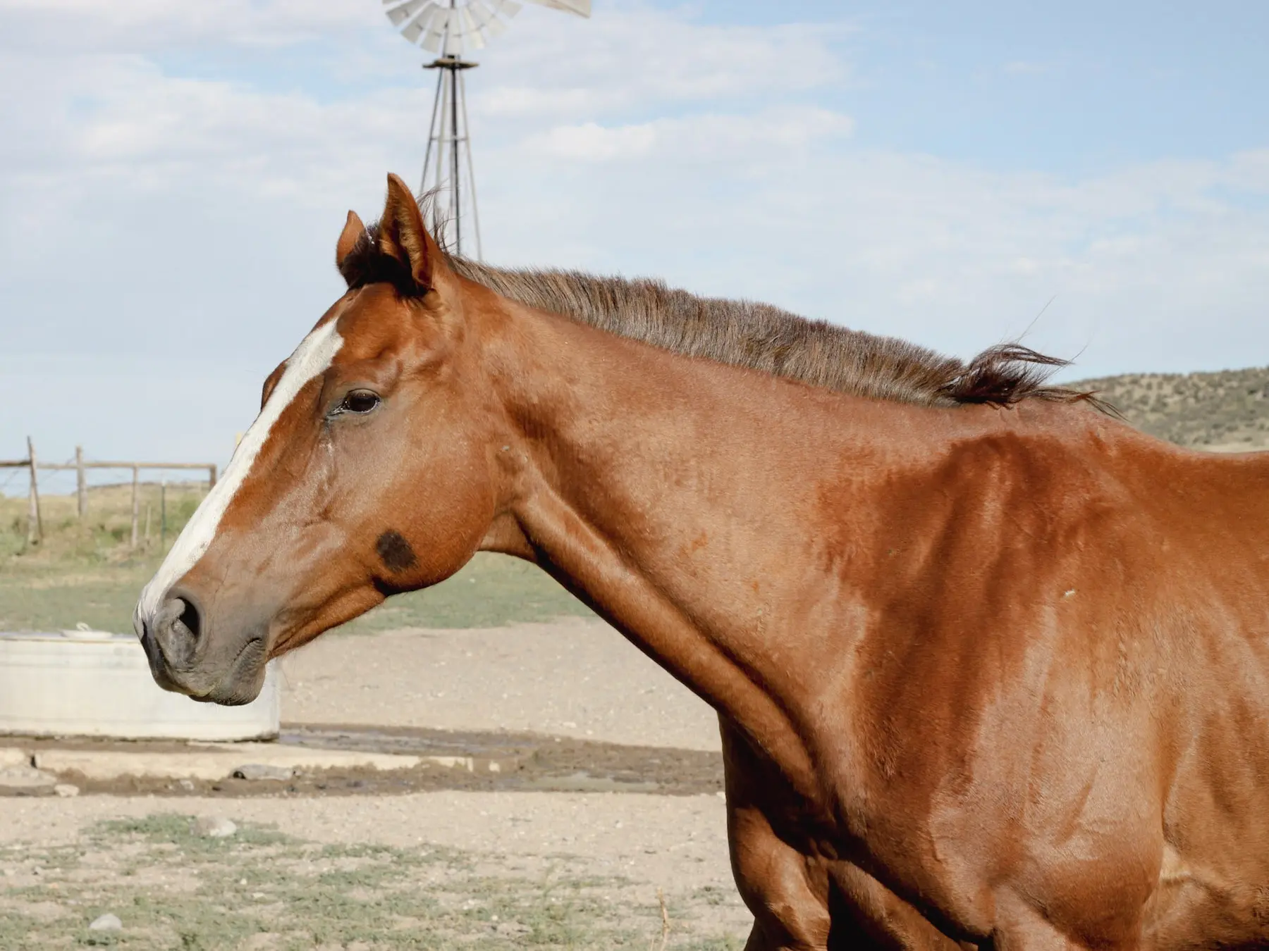 Horse with bend or spots