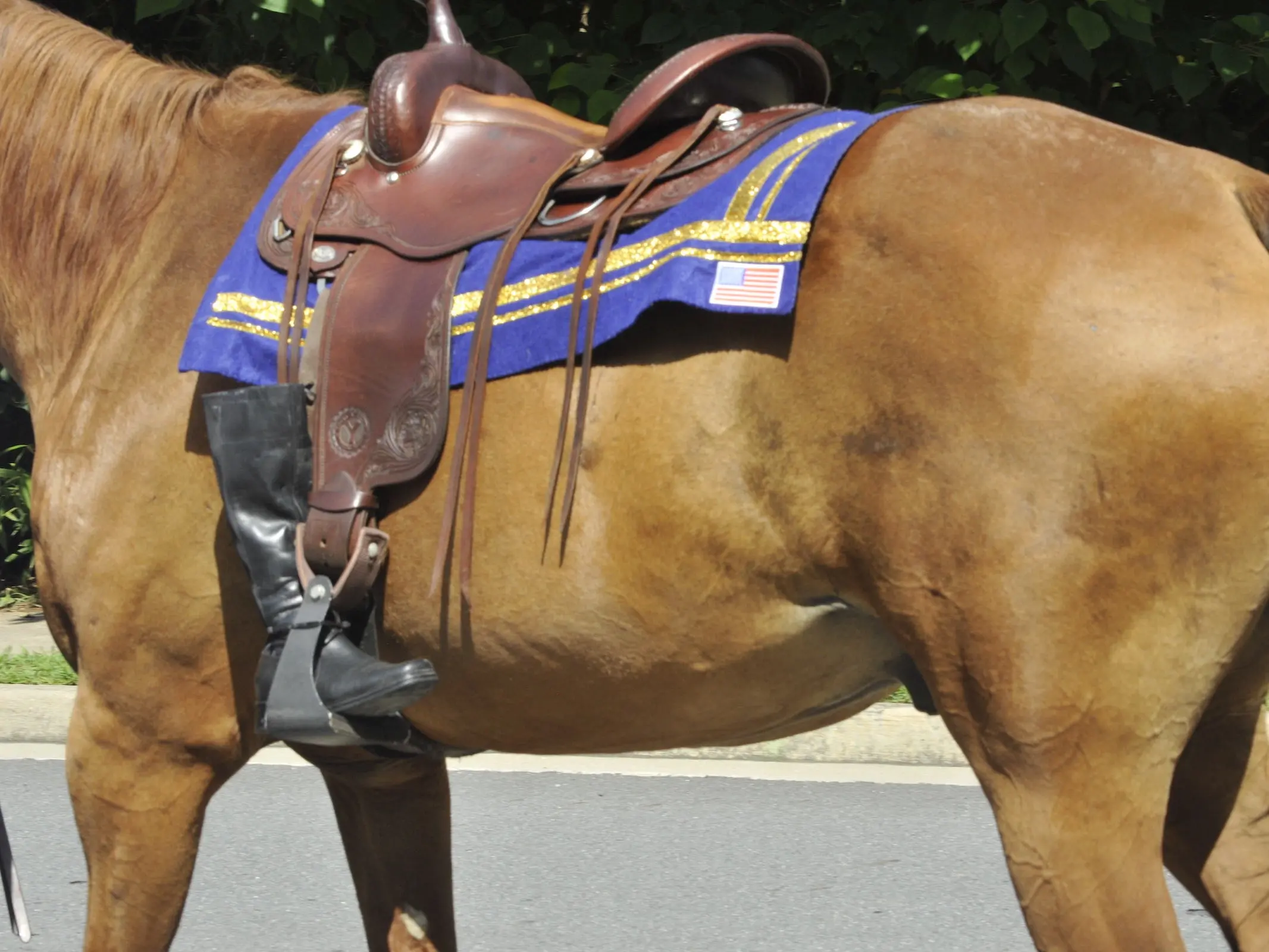 Horse with bend or spots