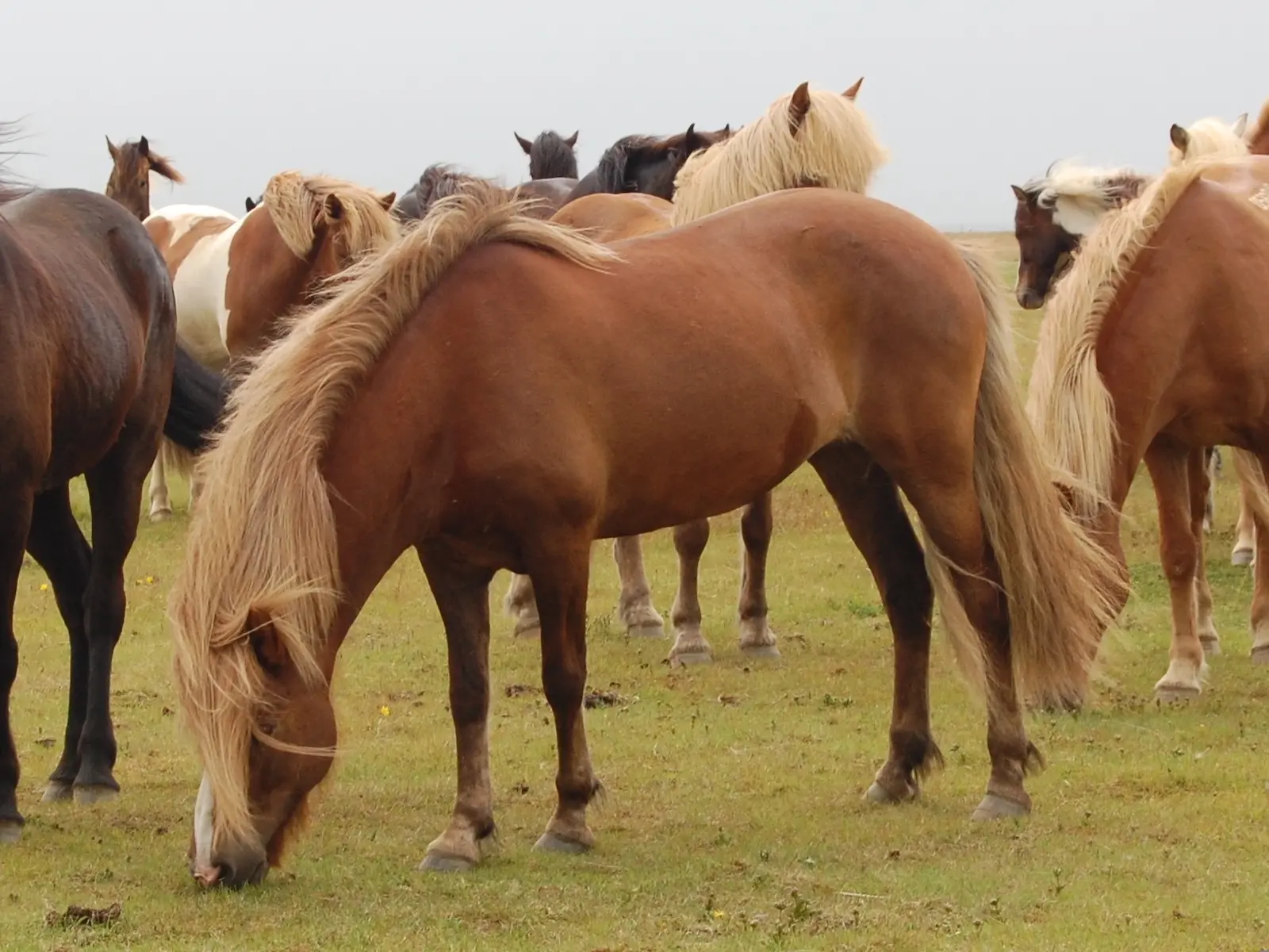 Horse with bend or spots