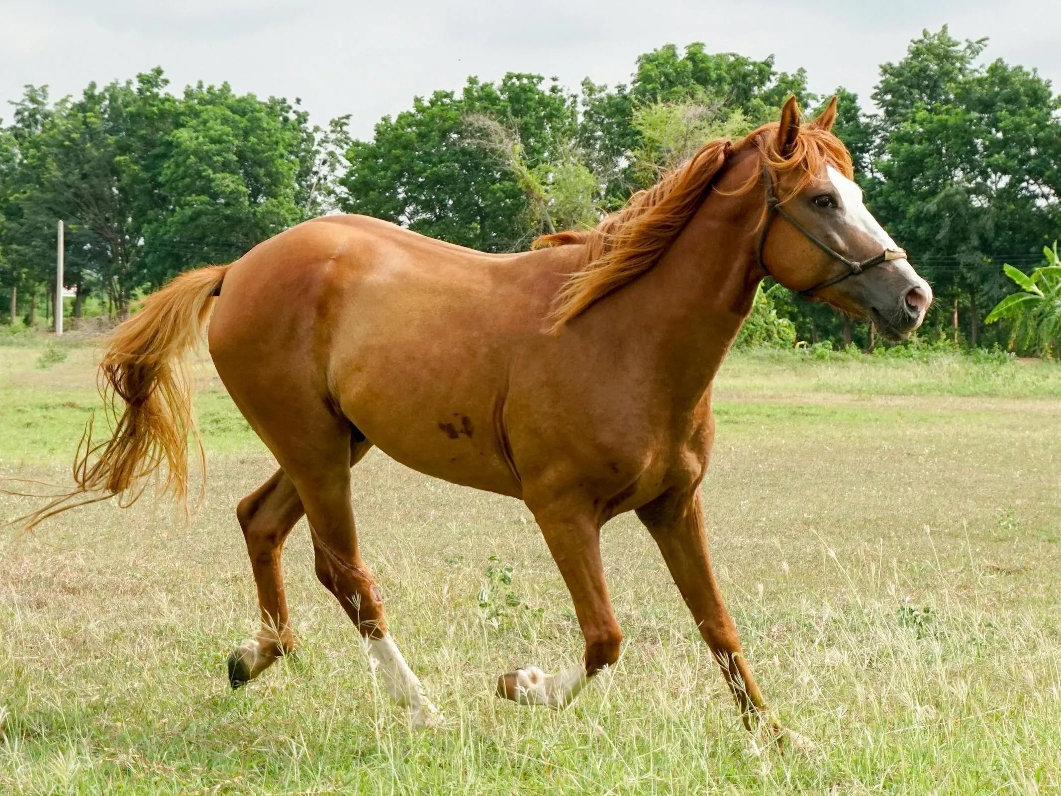 Horse with bend or spots