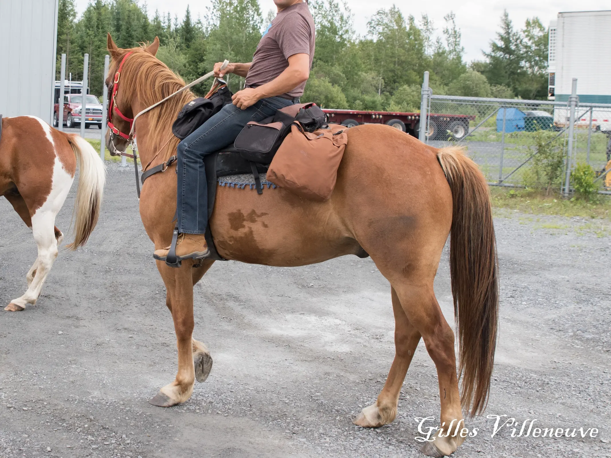 Horse with bend or spots