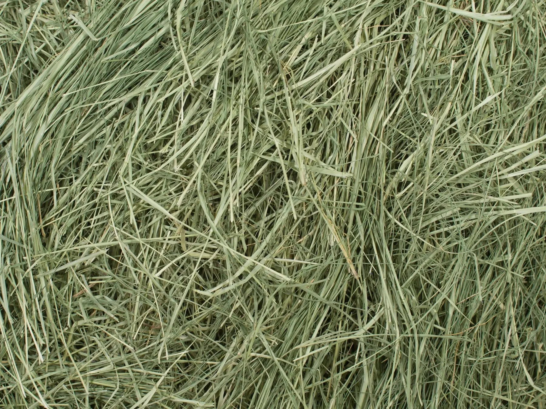 Bermuda hay