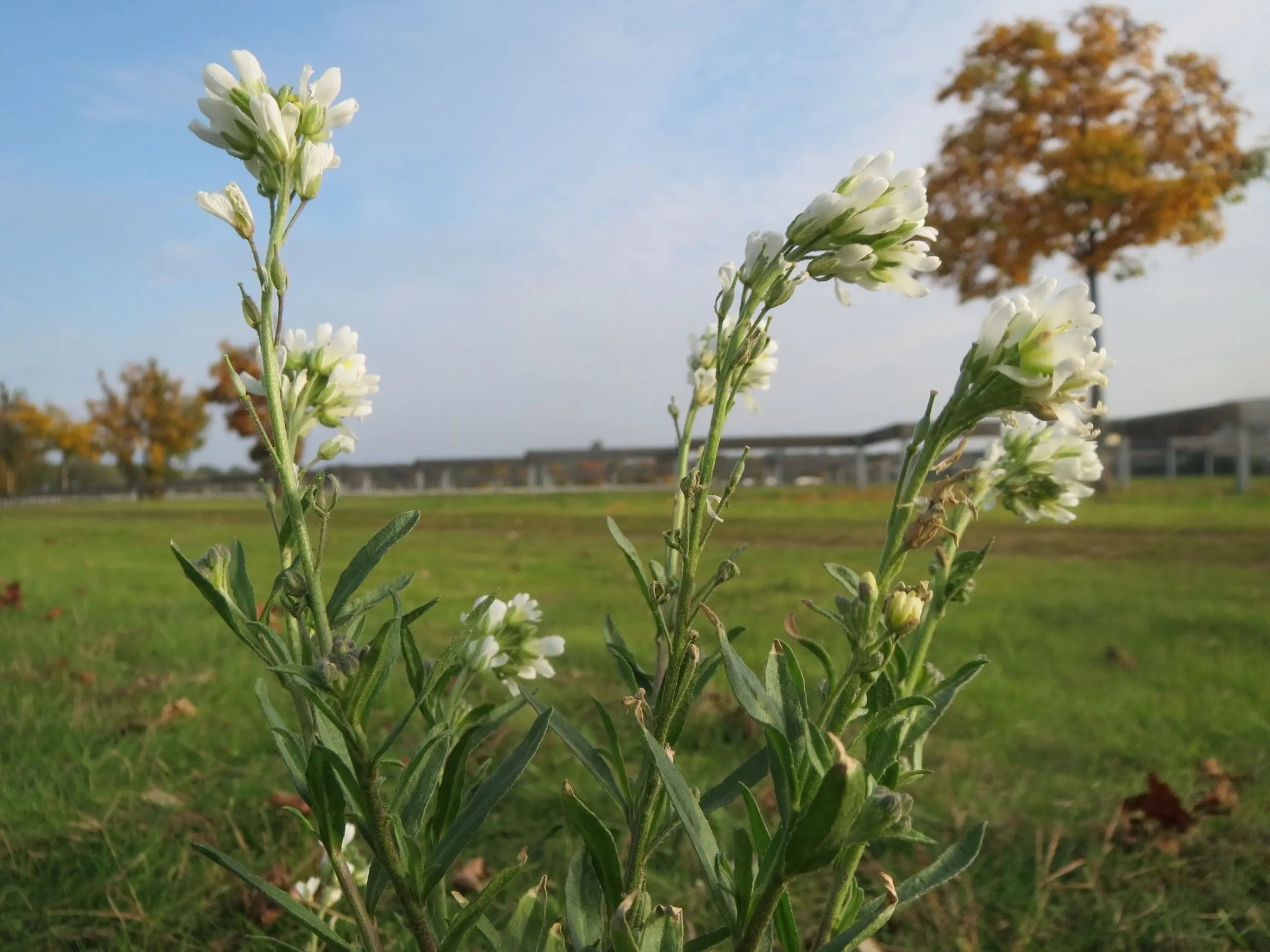 Hoary Alyssum