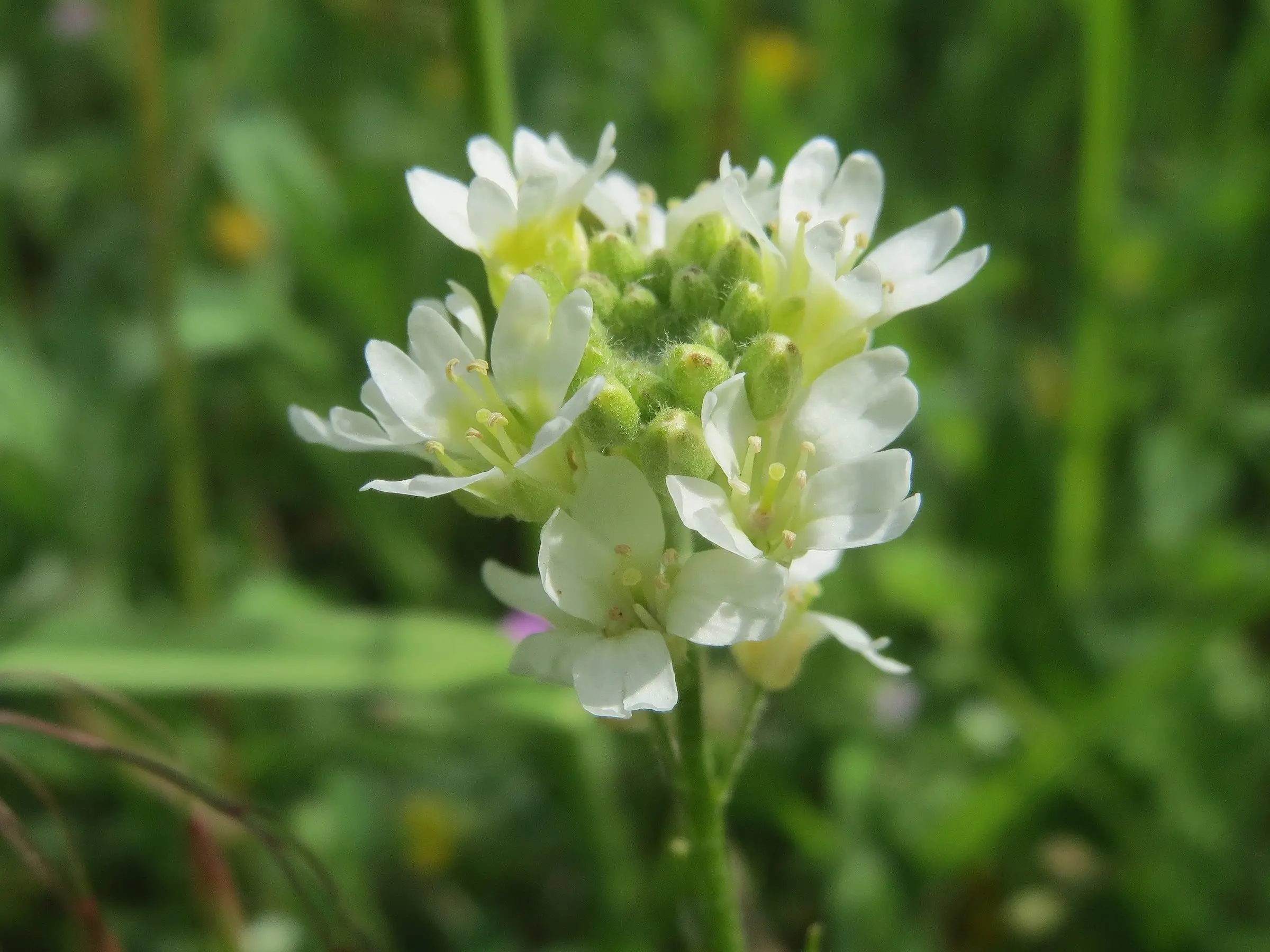 Hoary Alyssum