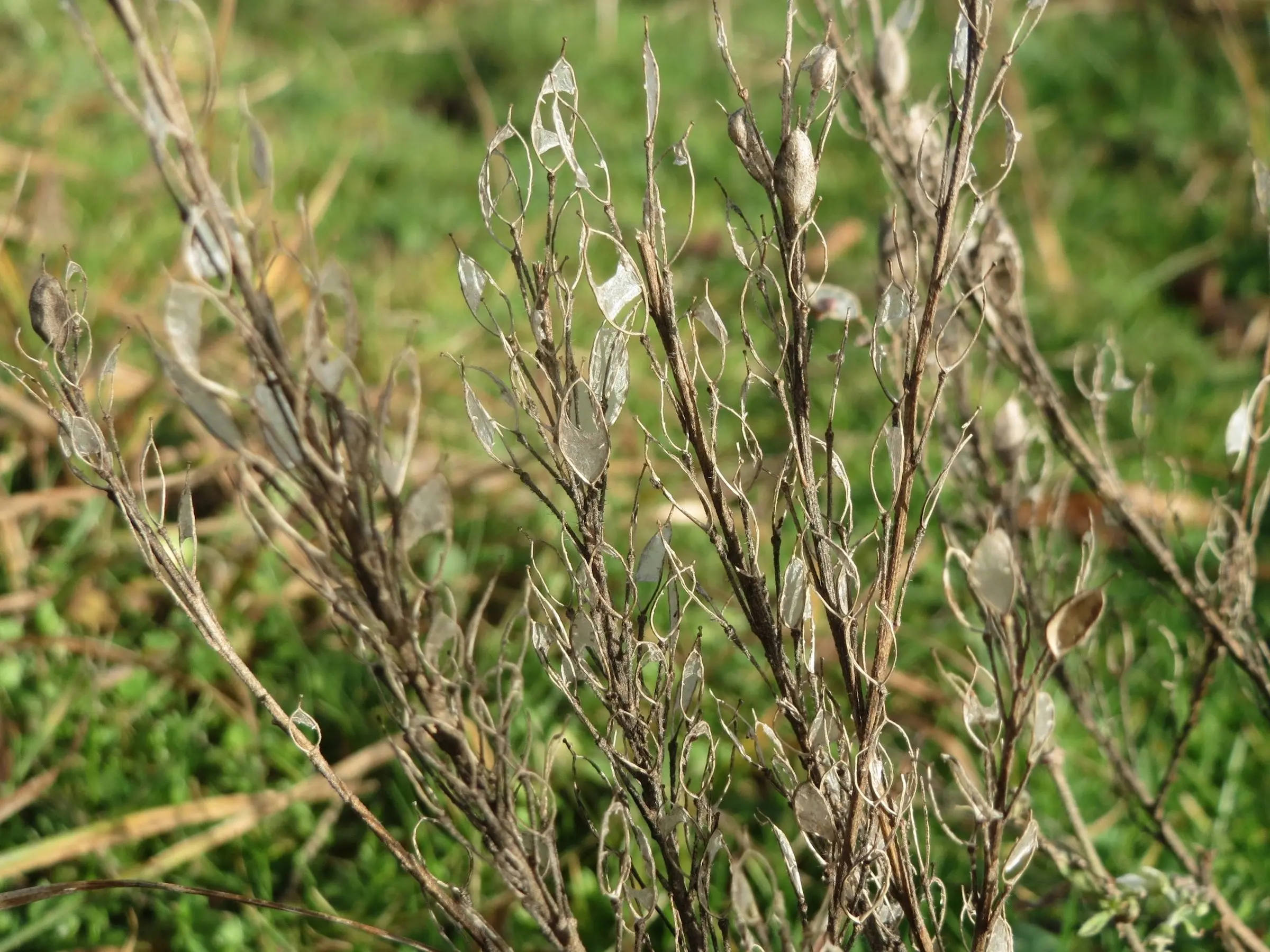 Hoary Alyssum