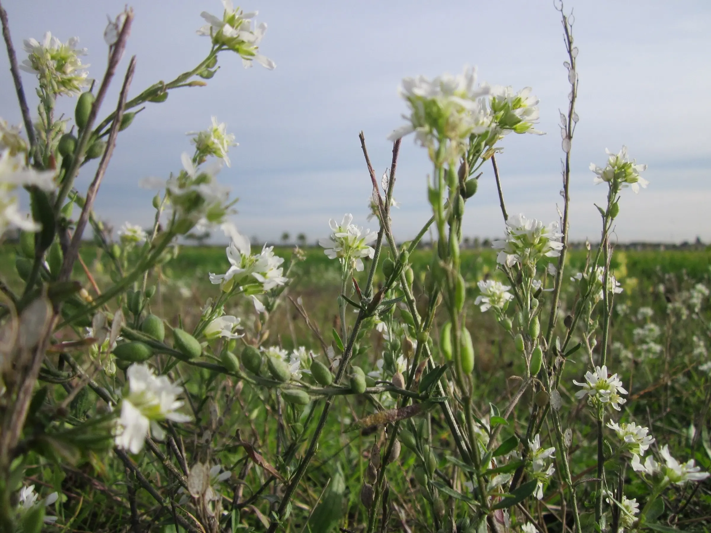 Hoary Alyssum