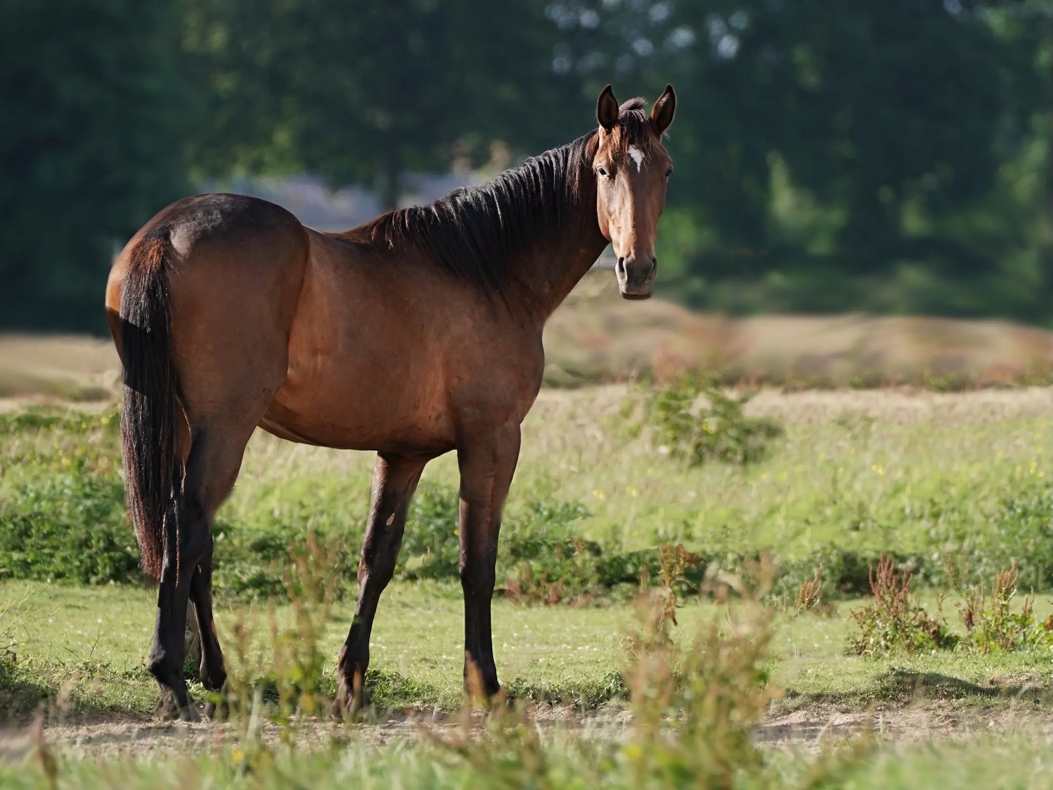Bespechchny Horse