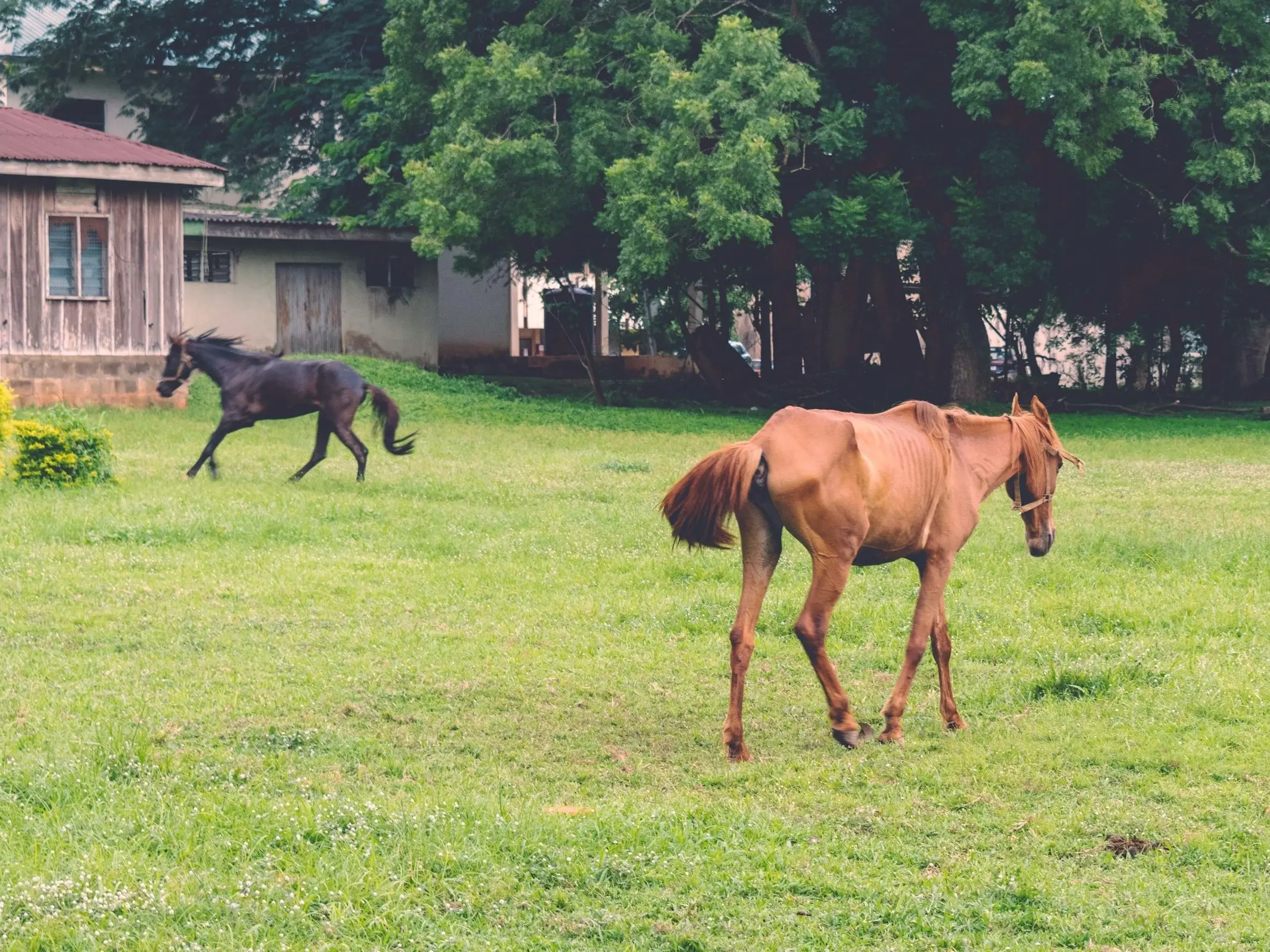 Bhirum Pony