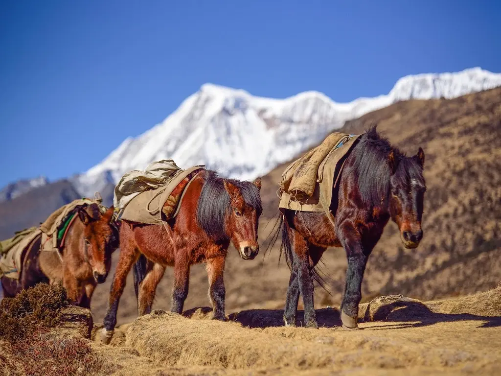 Bhotia Pony