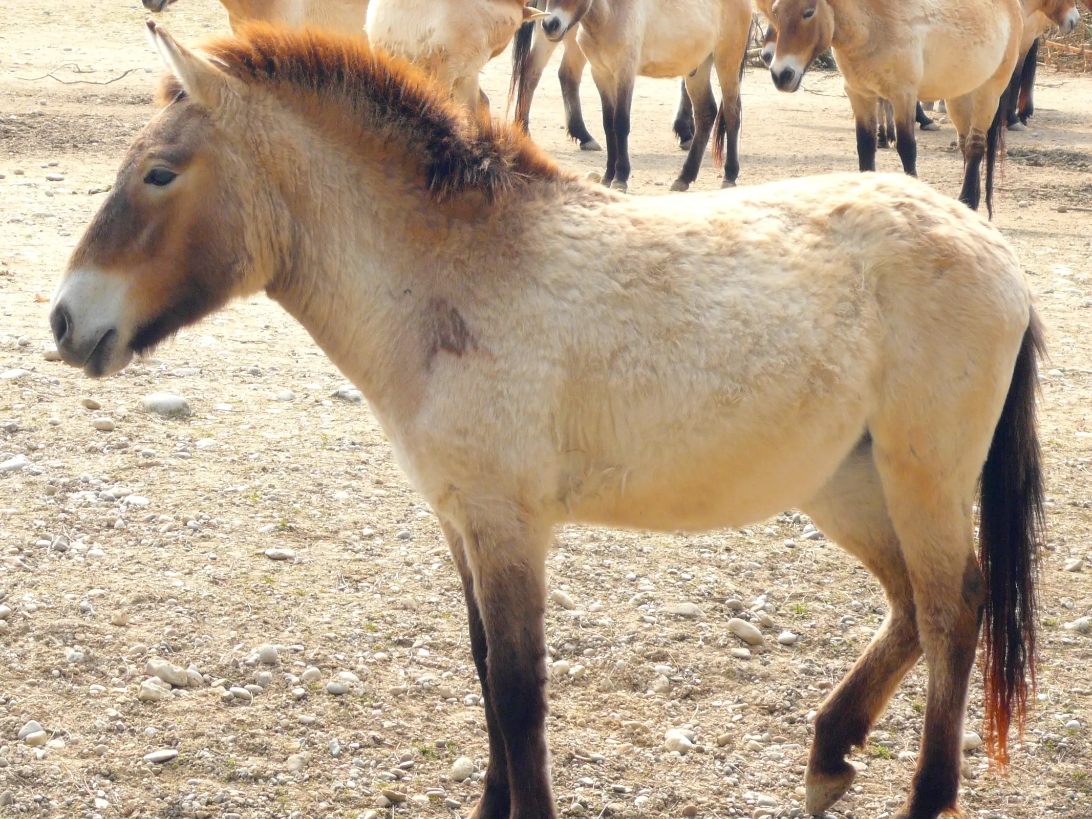 Horse with bider marks