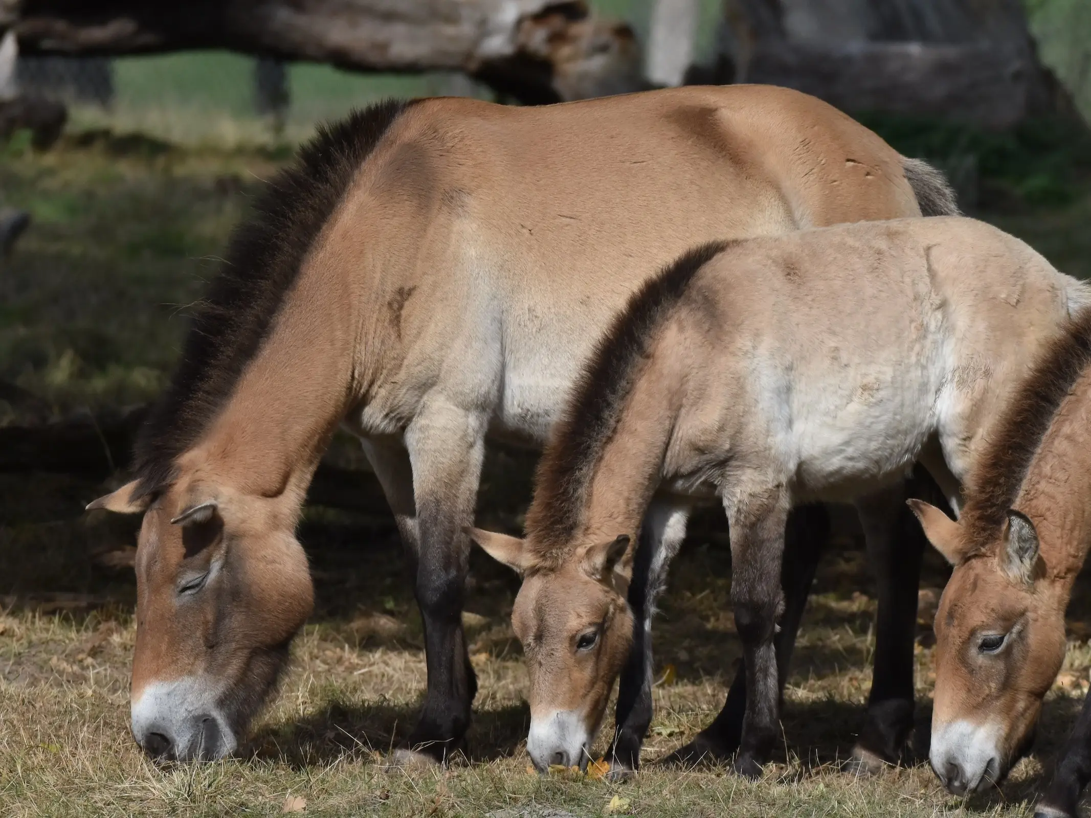 Horse with bider marks