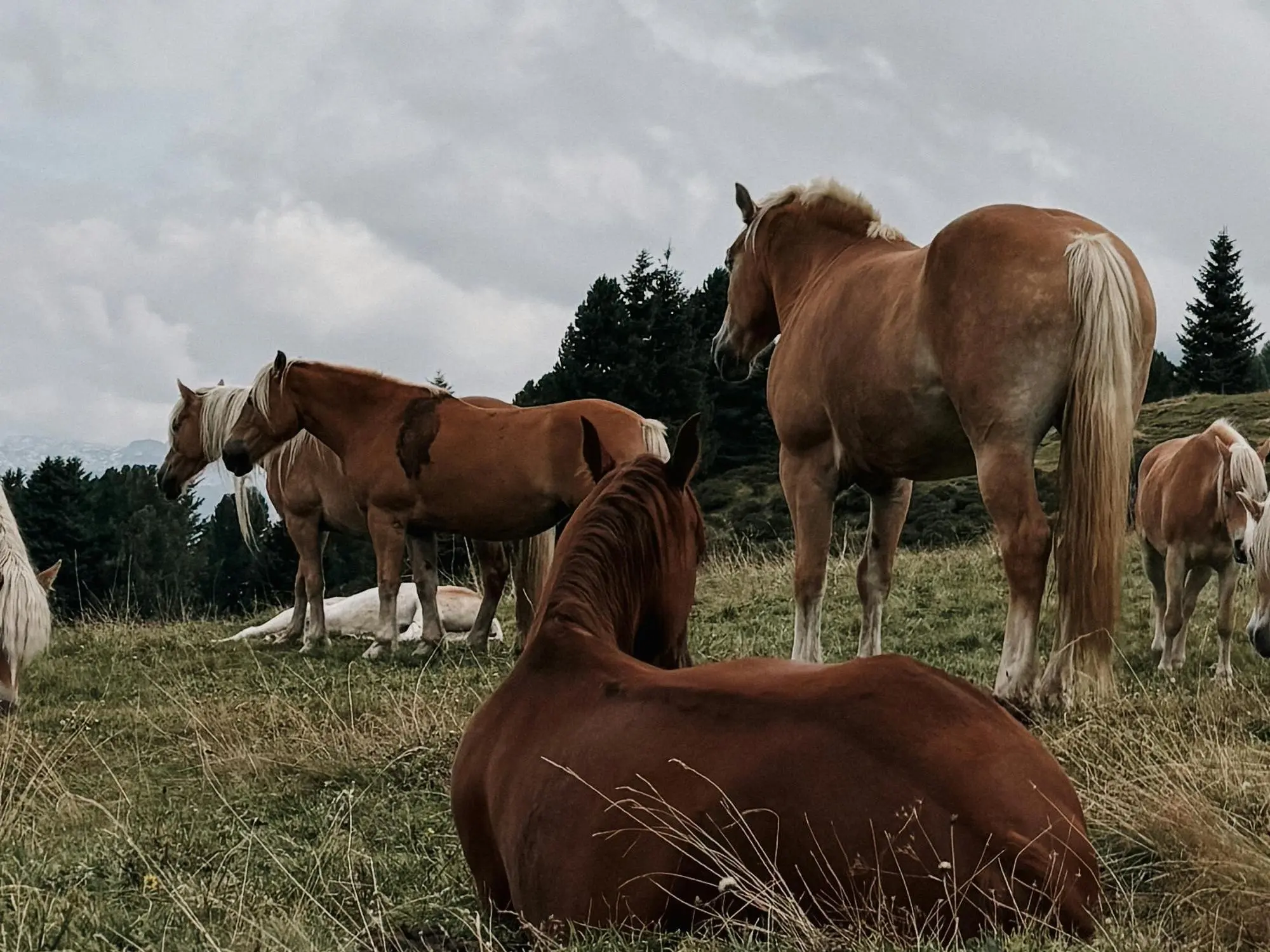 Horse with bider marks