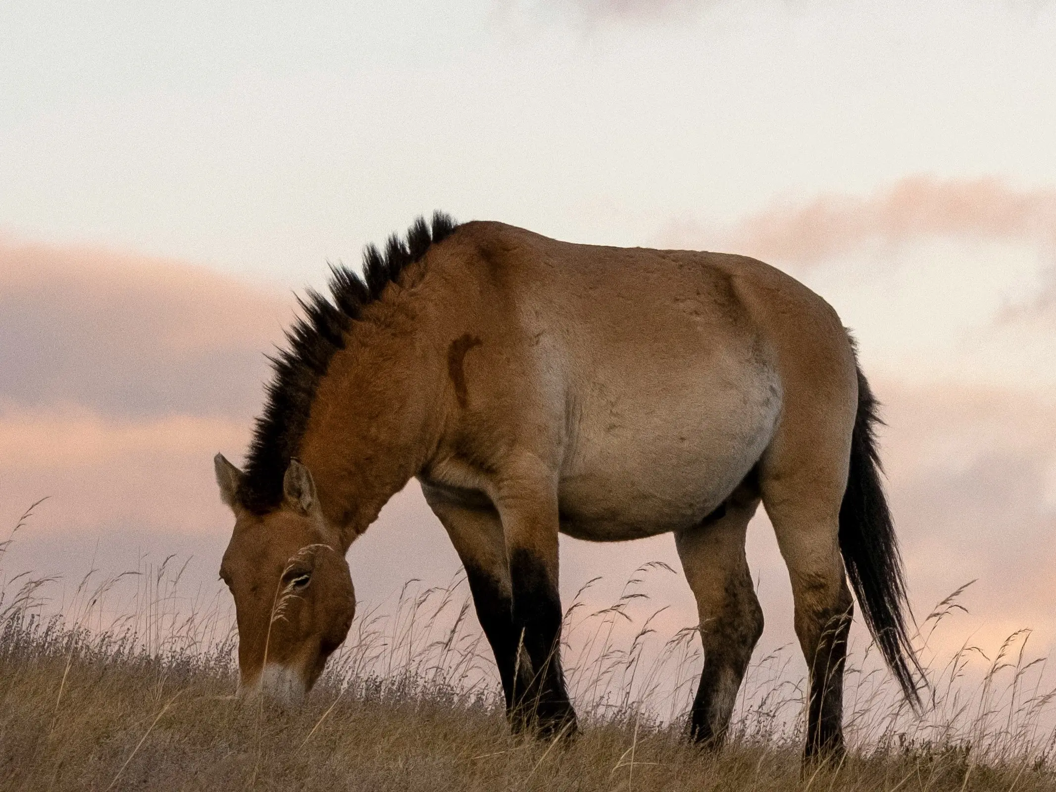 Horse with bider marks