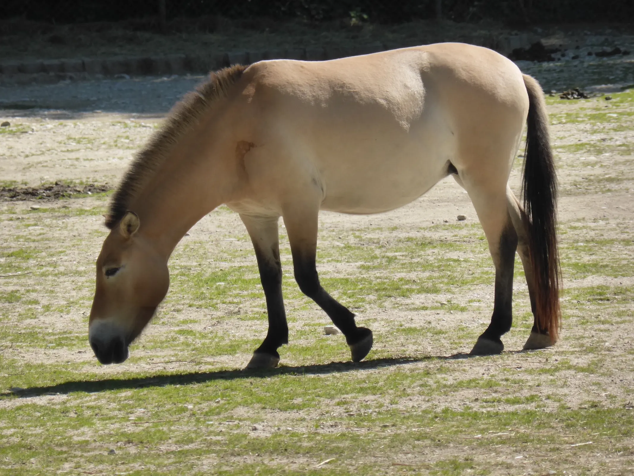 Horse with bider marks