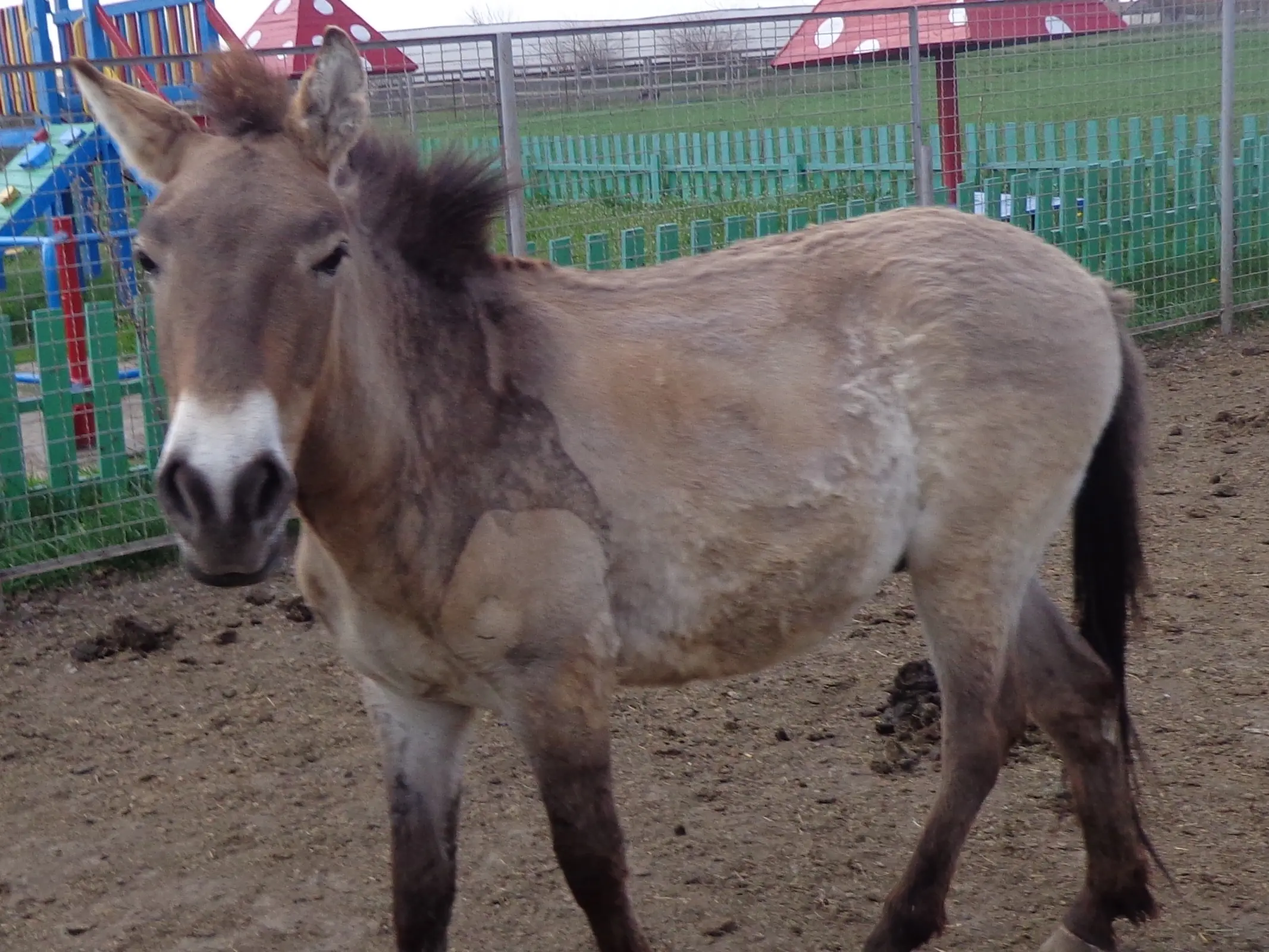 Horse with bider marks