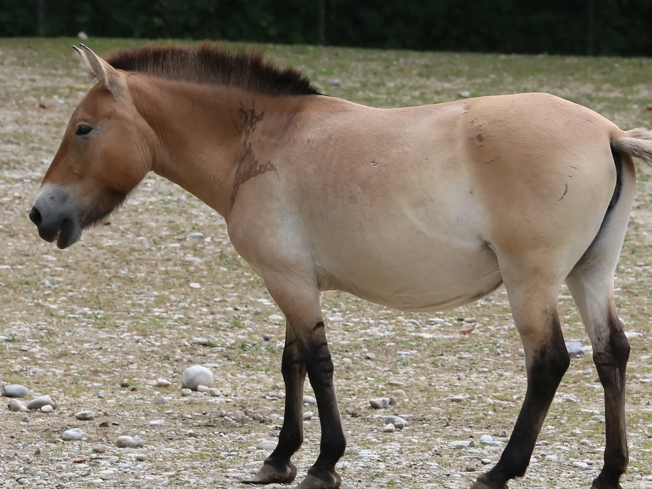 Horse with bider marks