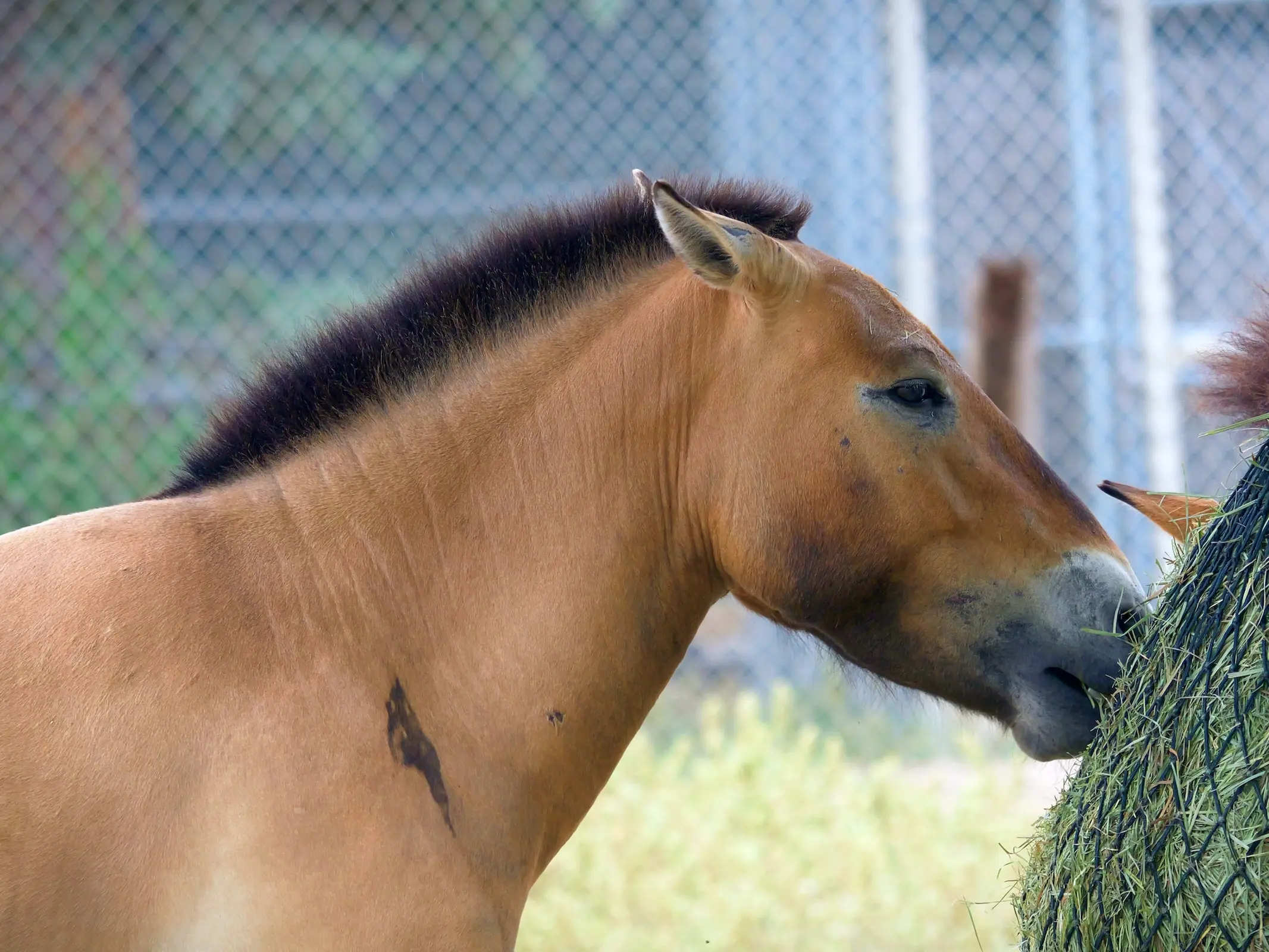 Horse with bider marks