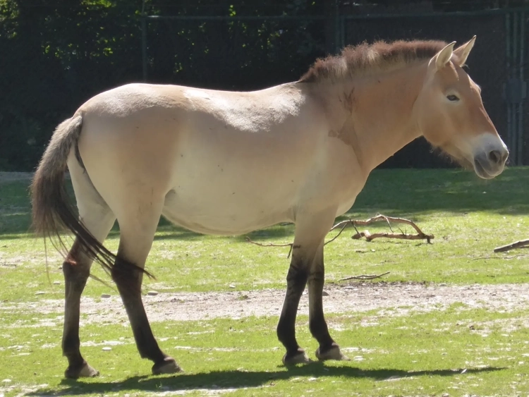 Horse with bider marks