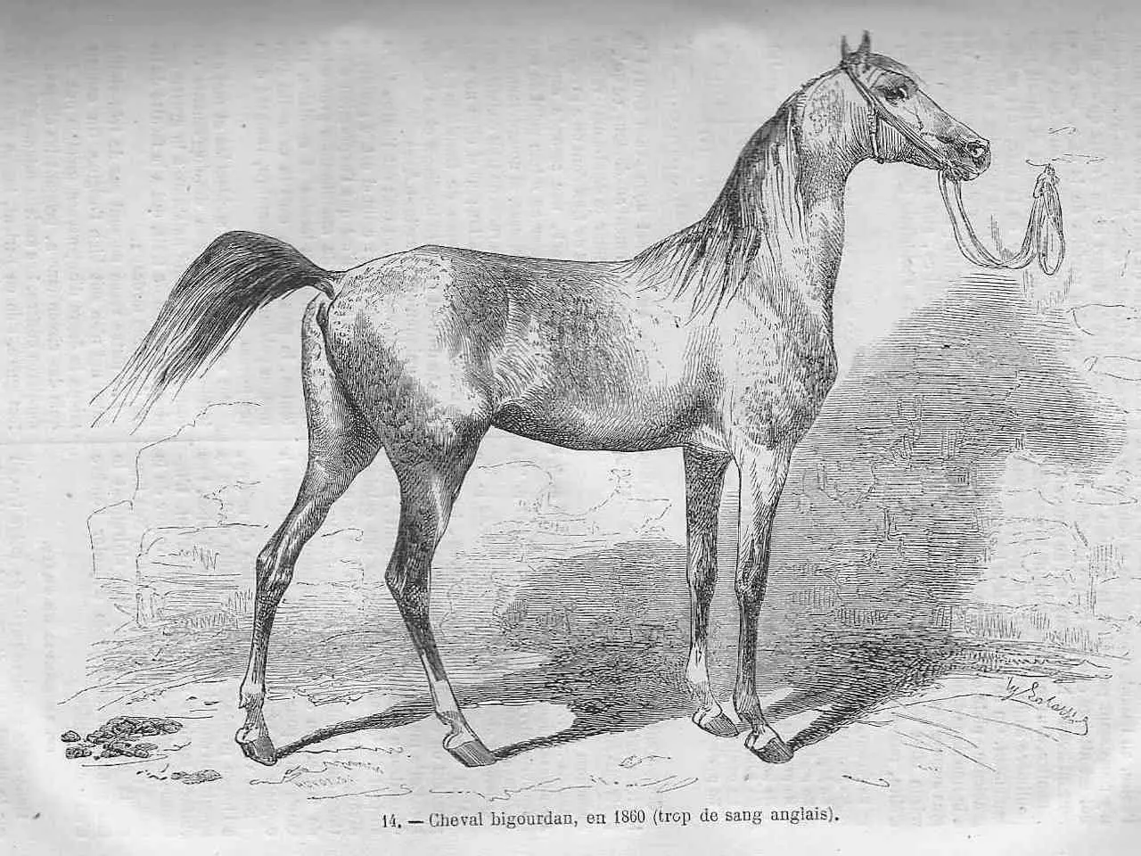 Bigourdan Horse