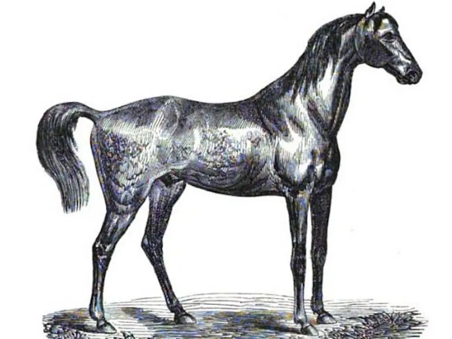 Bigourdan Horse