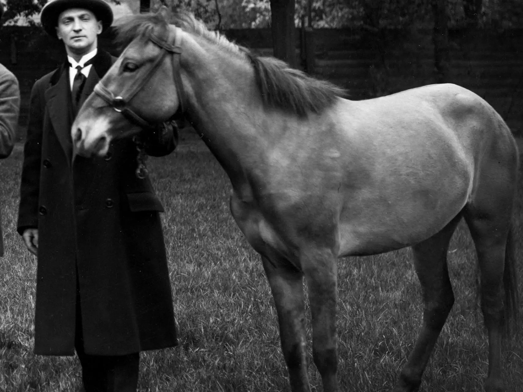 Bilgoraj Horse