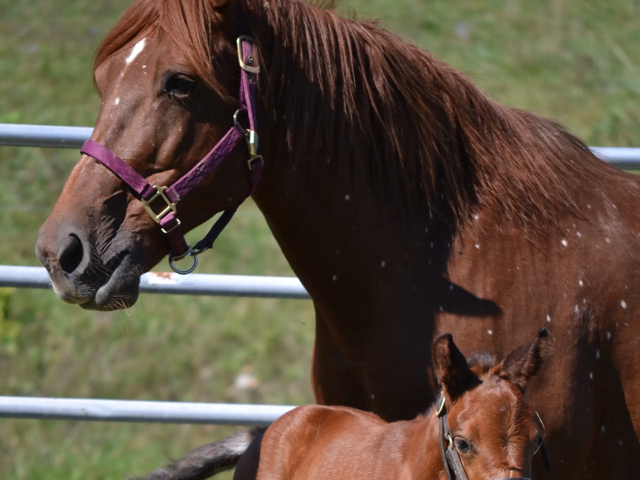 Horse with birdcatcher spots