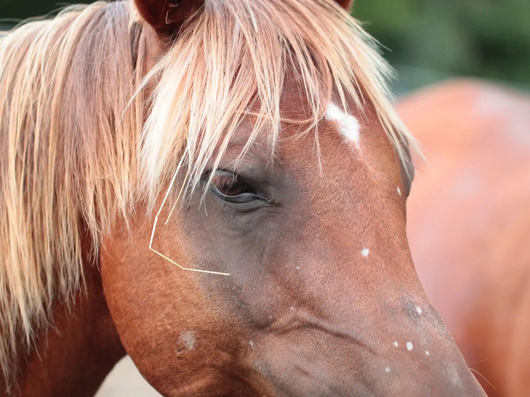 Horse with birdcatcher spots