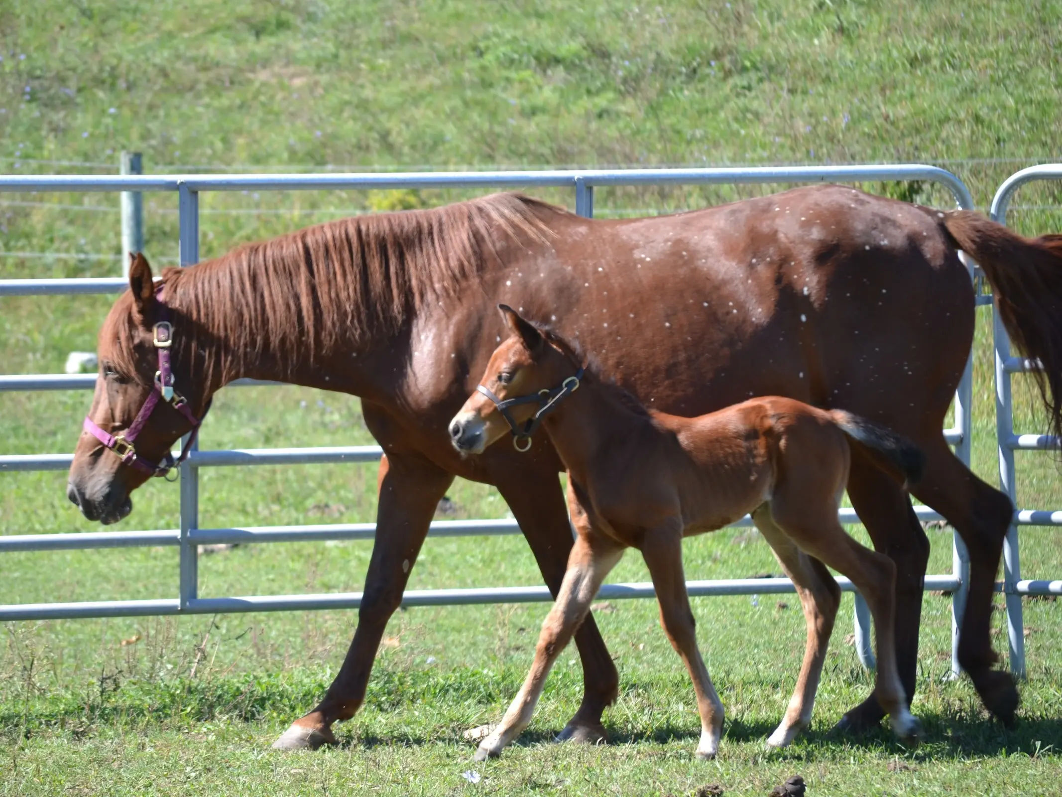 Horse with birdcatcher spots