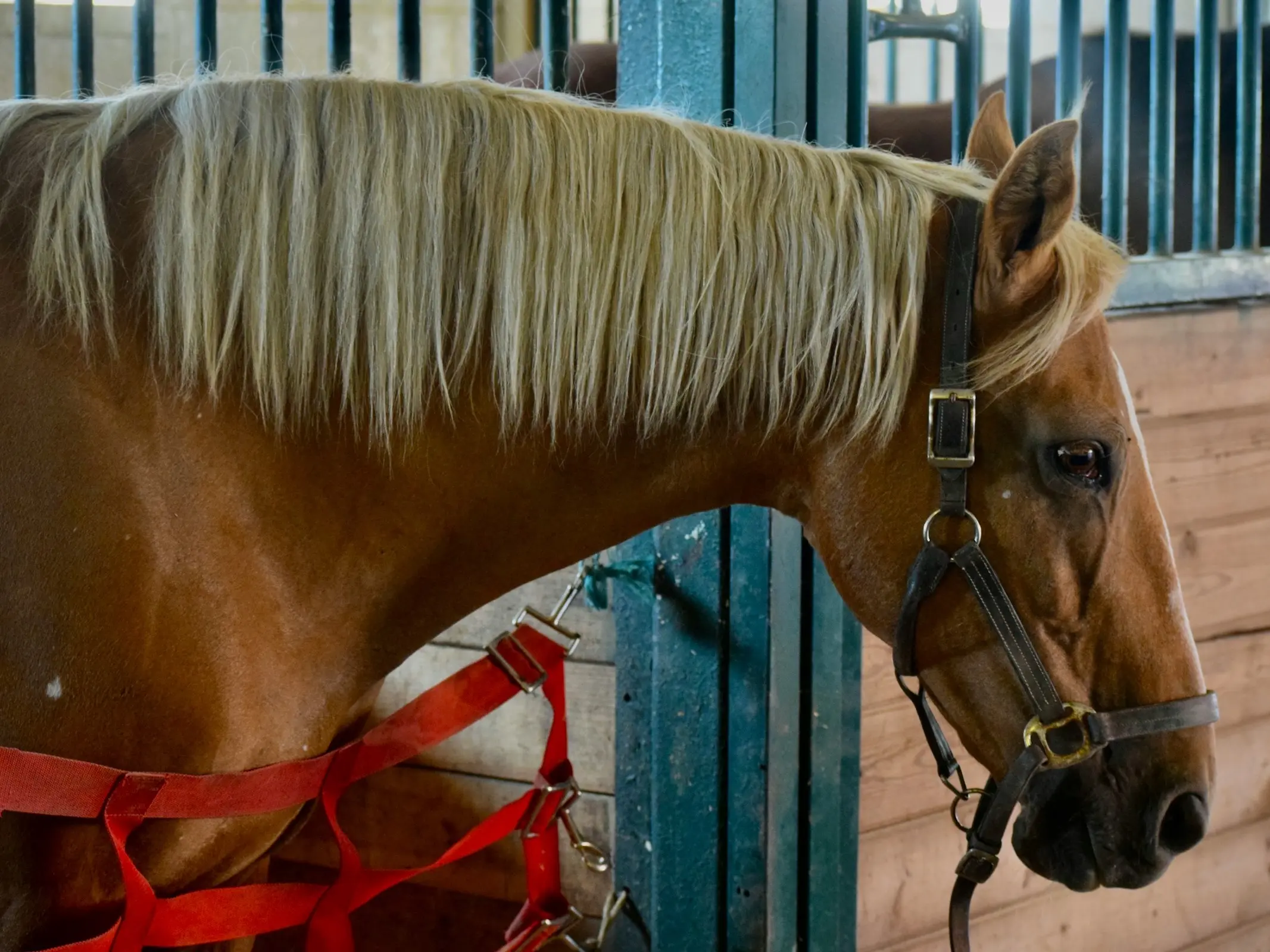 Horse with birdcatcher spots