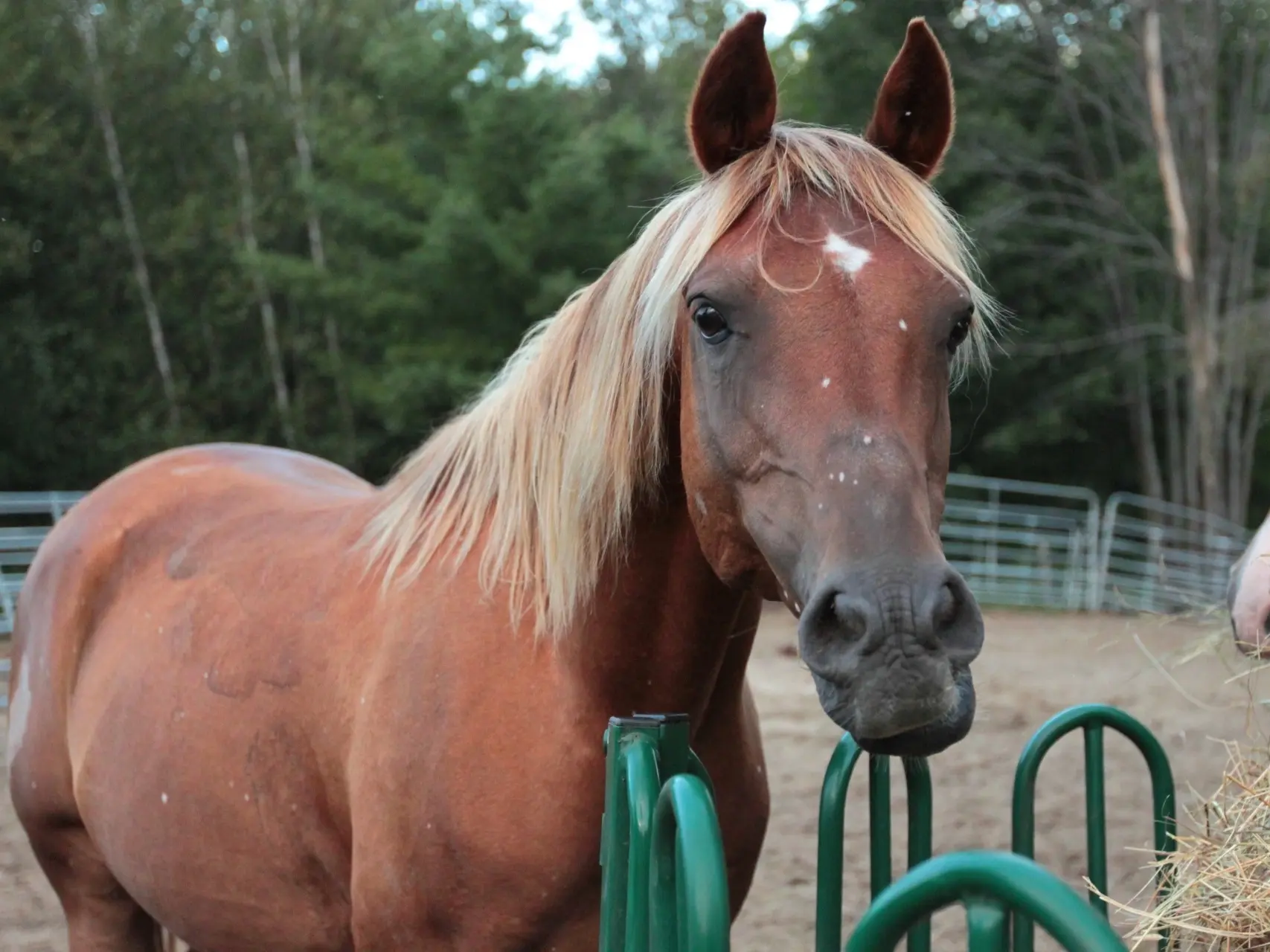 Horse with birdcatcher spots