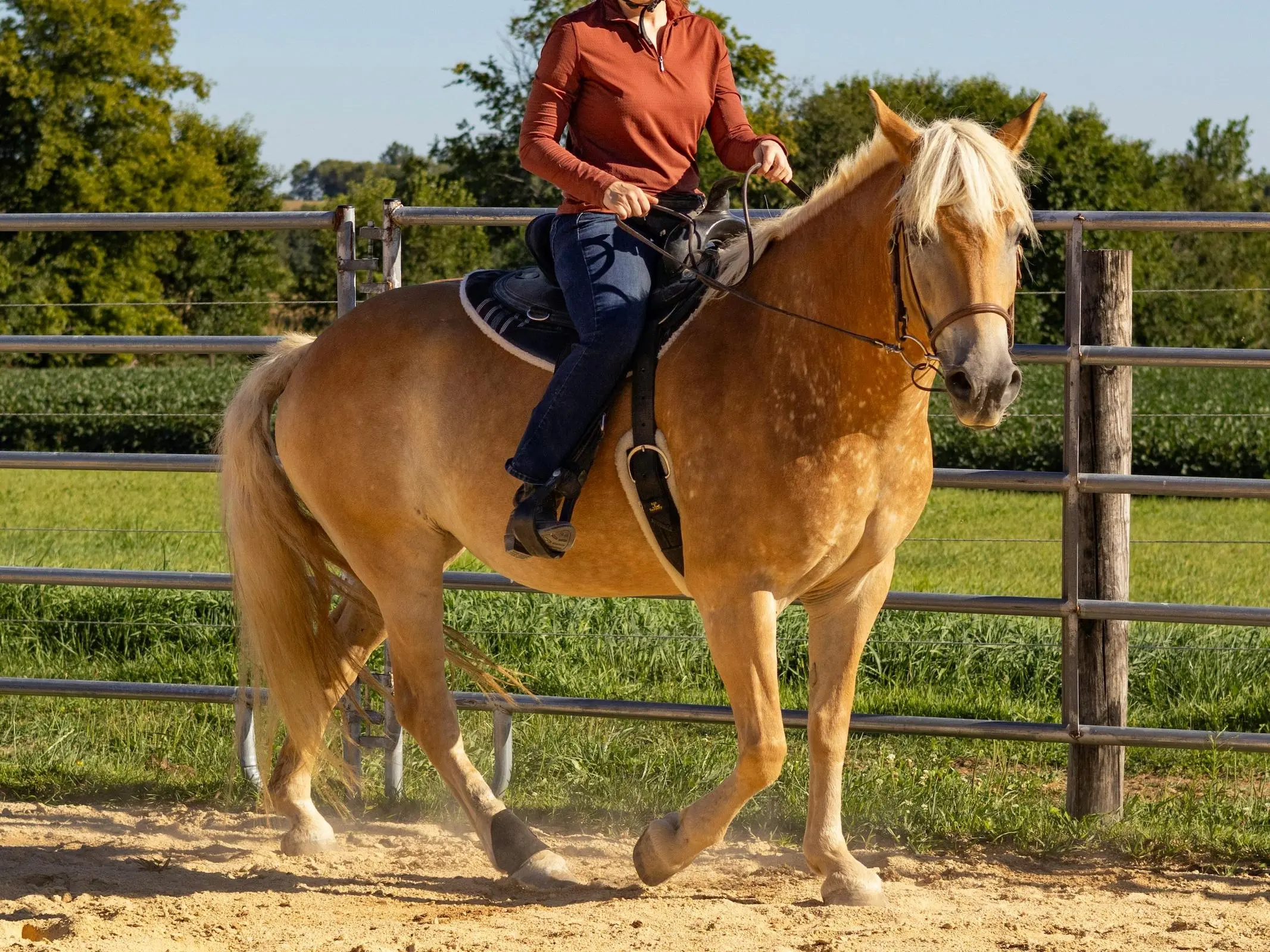 Horse with birdcatcher spots