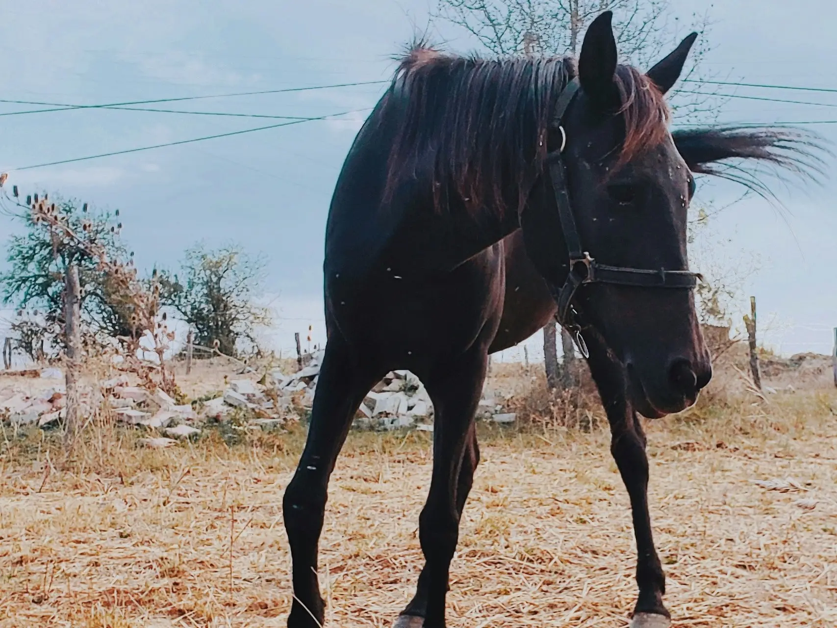 Horse with birdcatcher spots