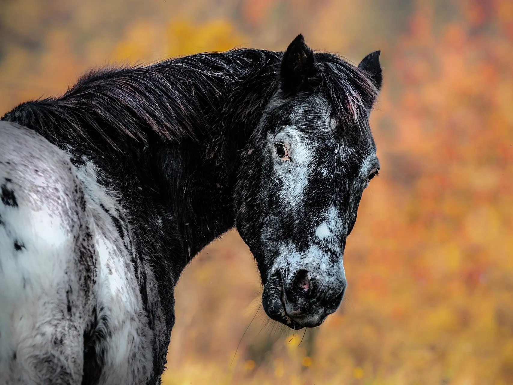 Black appaloosa horse