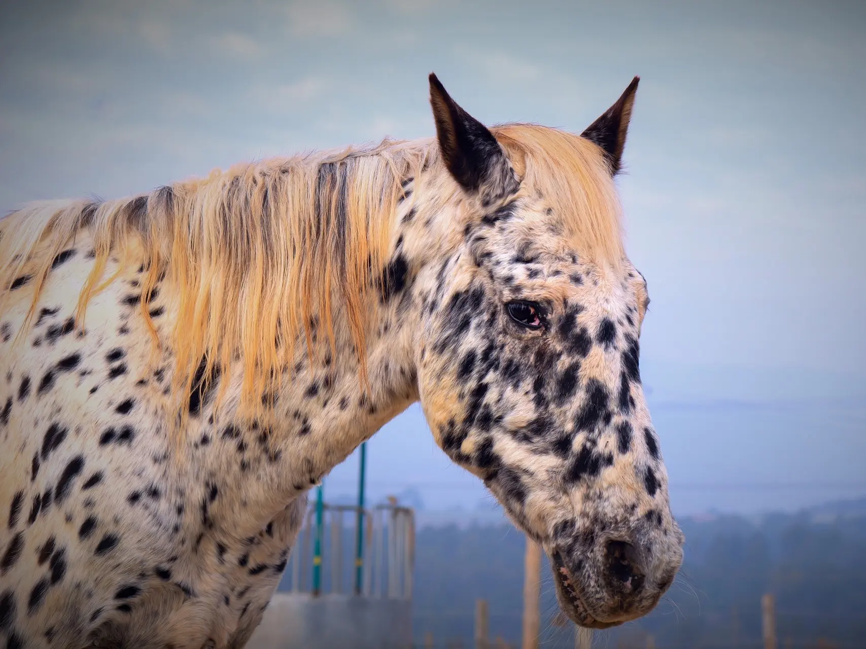 Black appaloosa horse