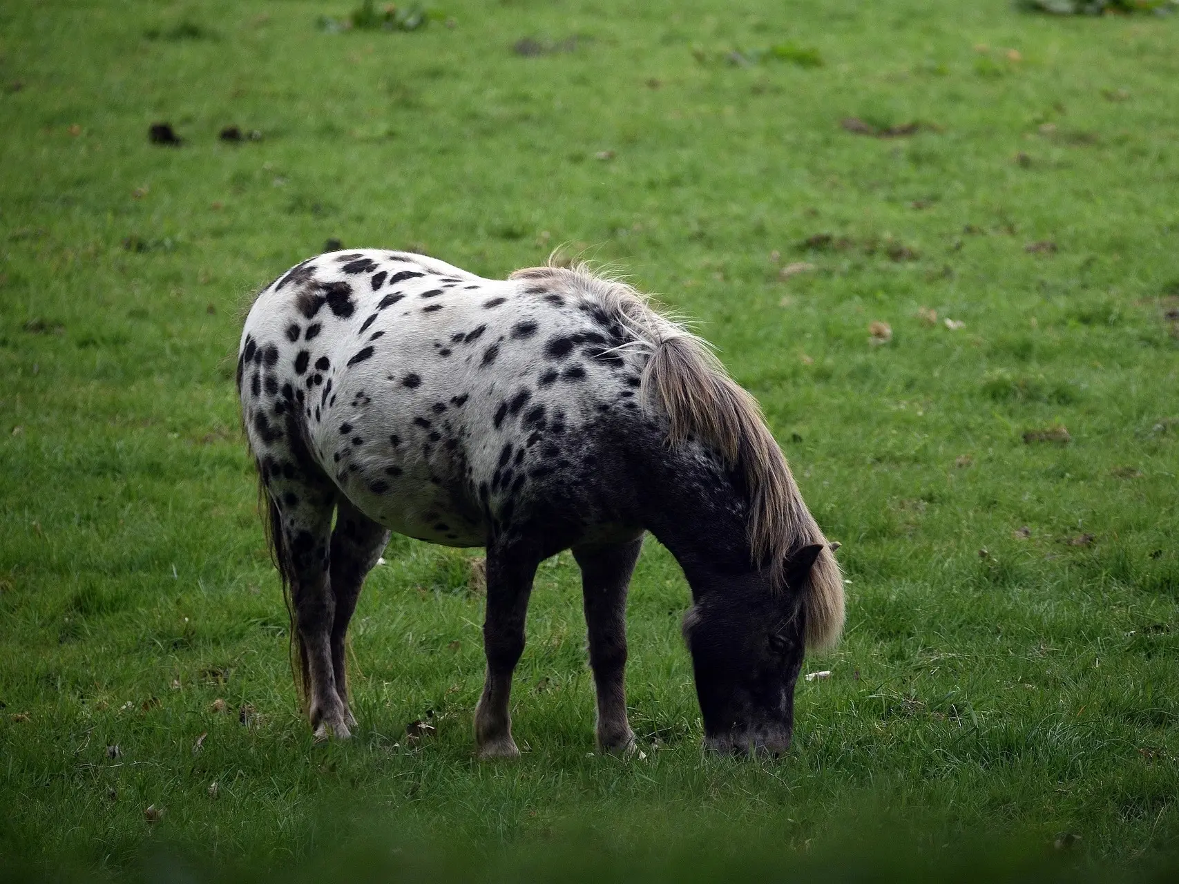 Black appaloosa horse