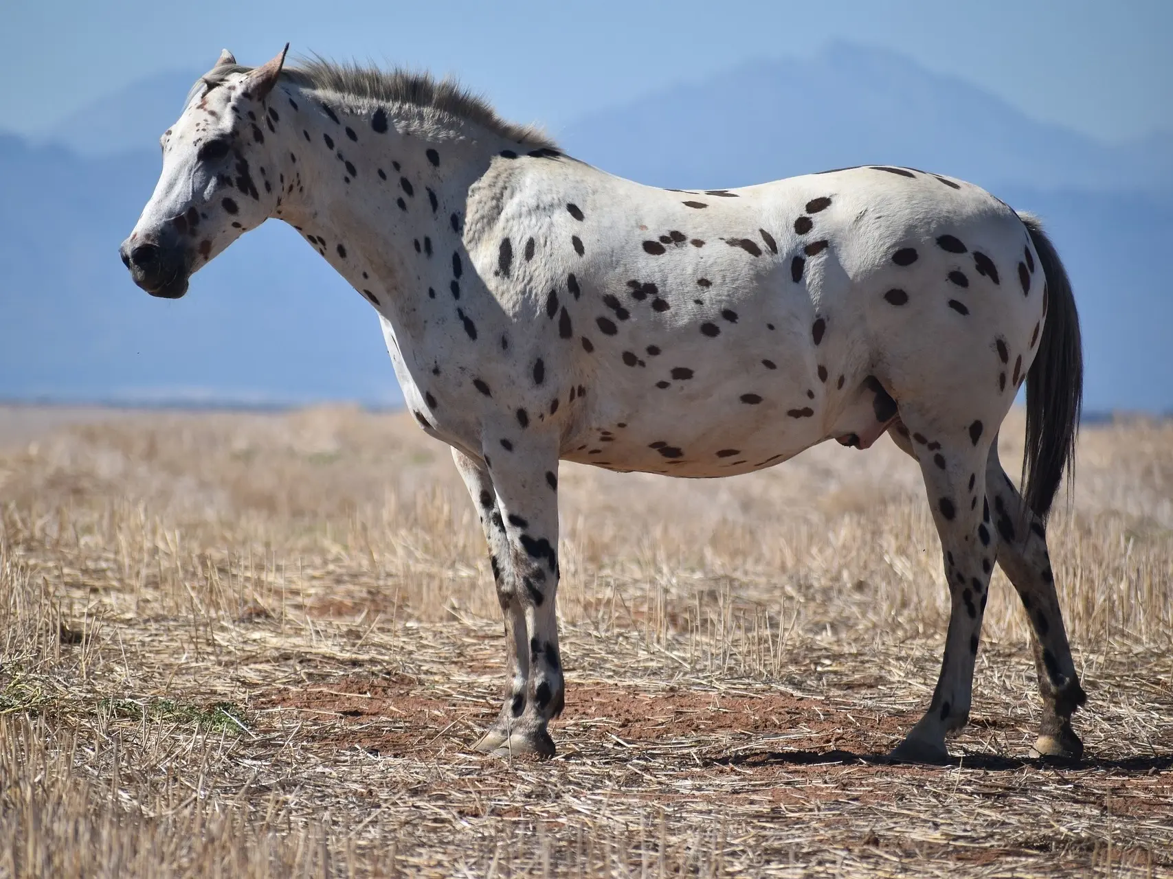 Appaloosa horse with a rat tail