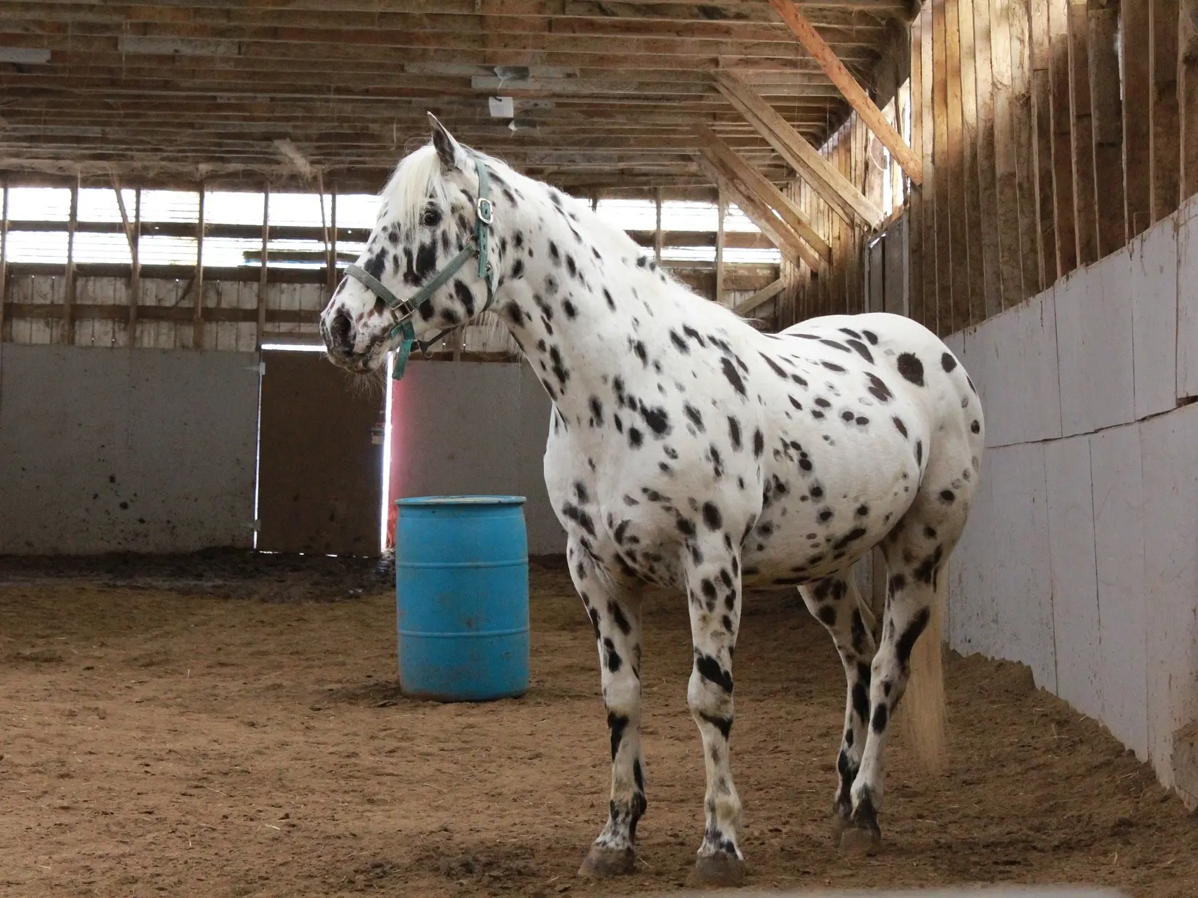 Black appaloosa horse