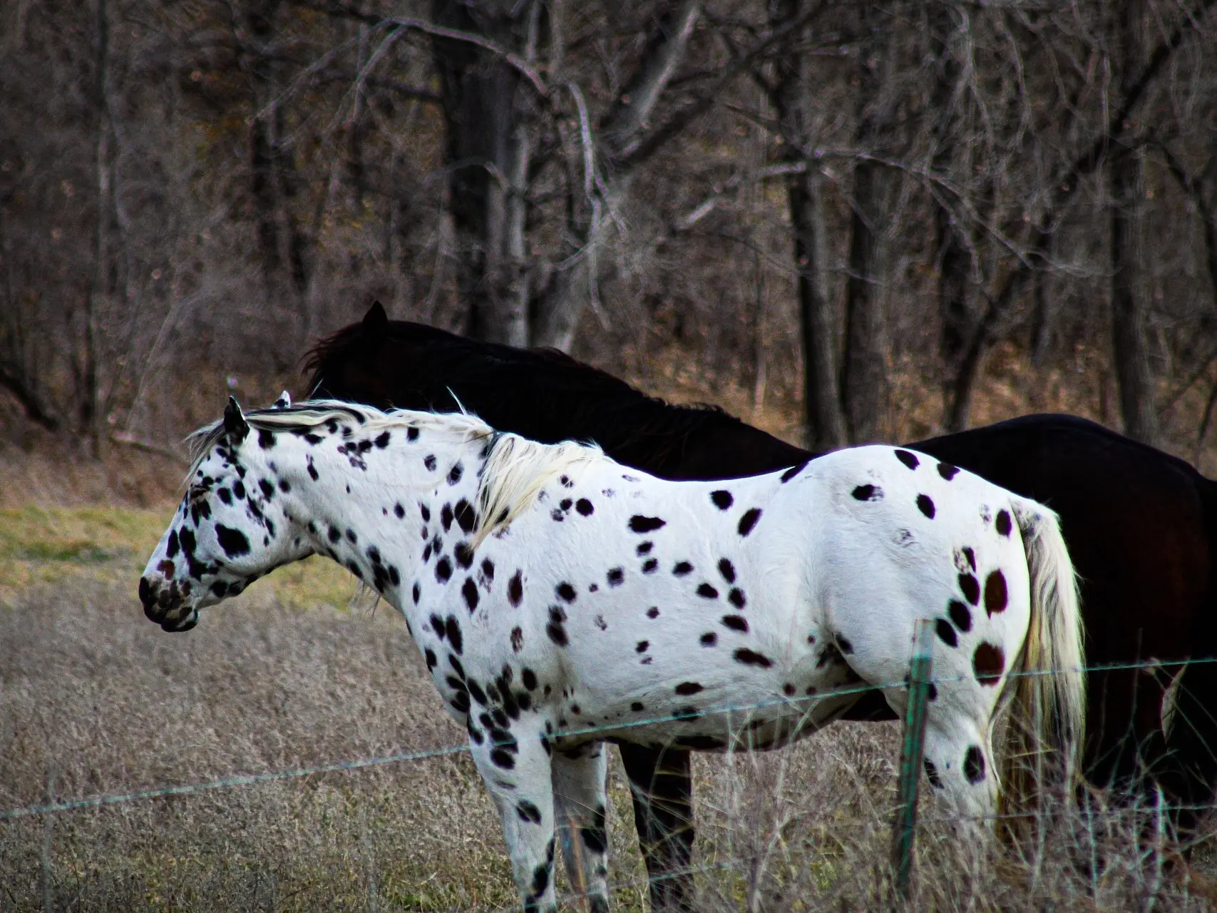 Black appaloosa horse