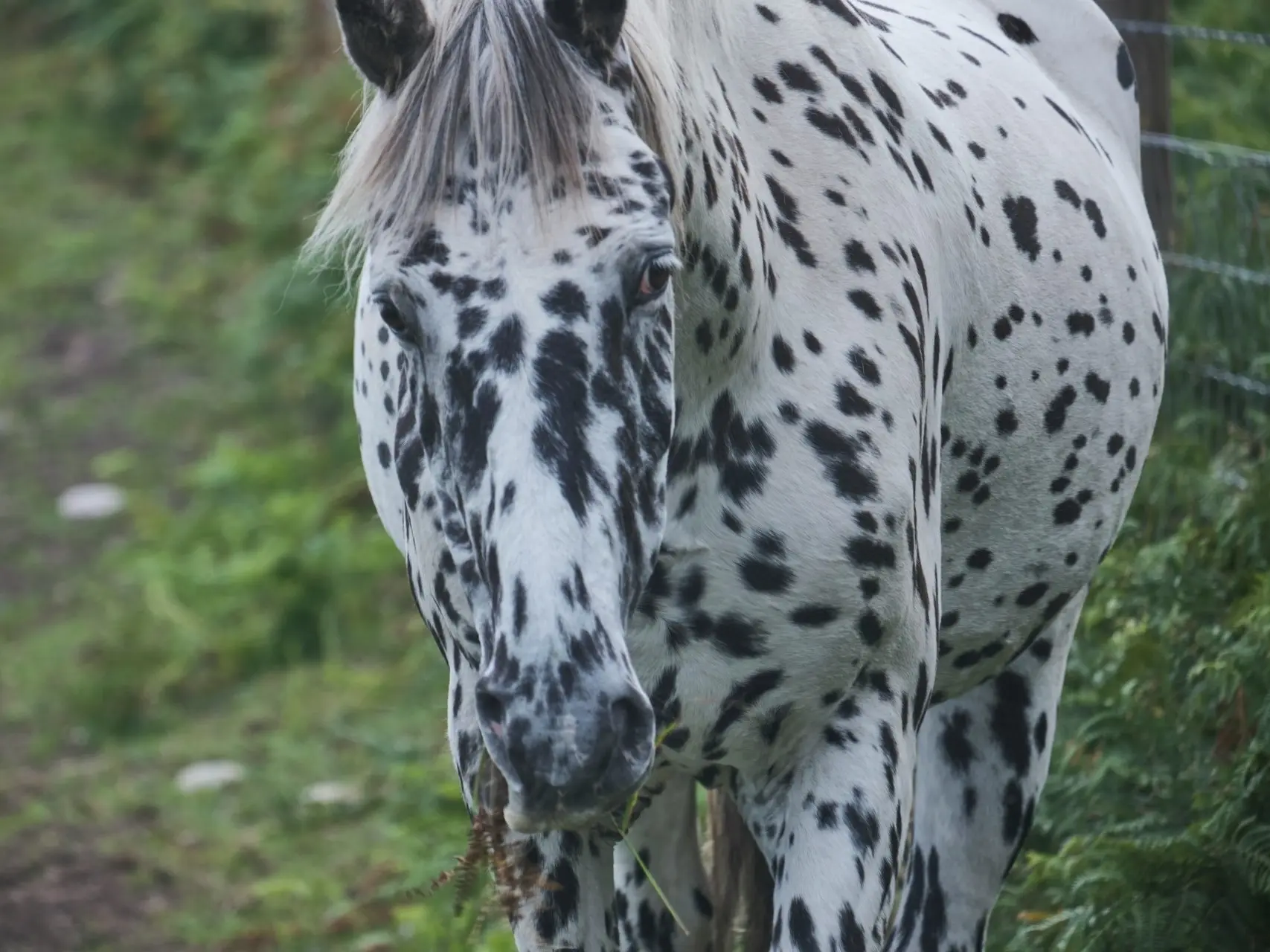 Black appaloosa horse