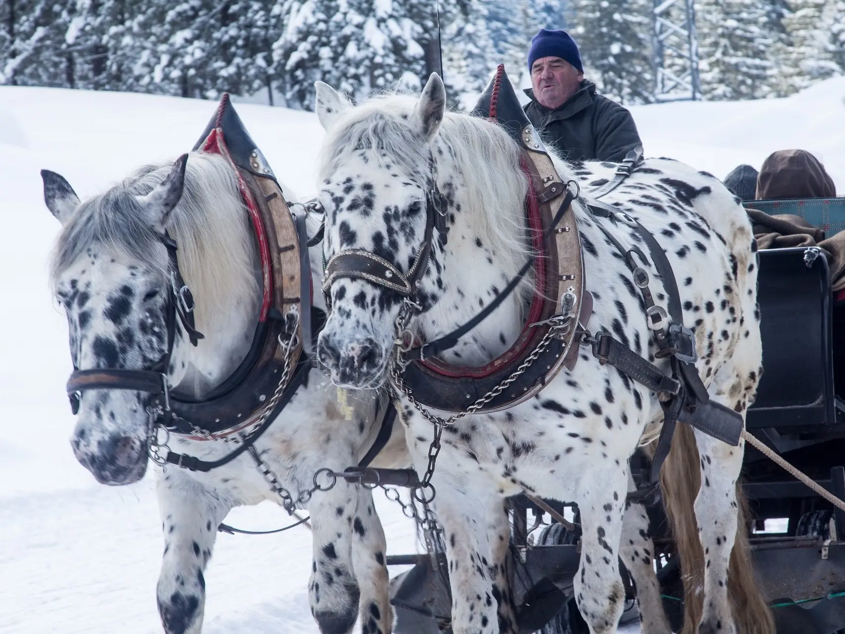 Black appaloosa horse