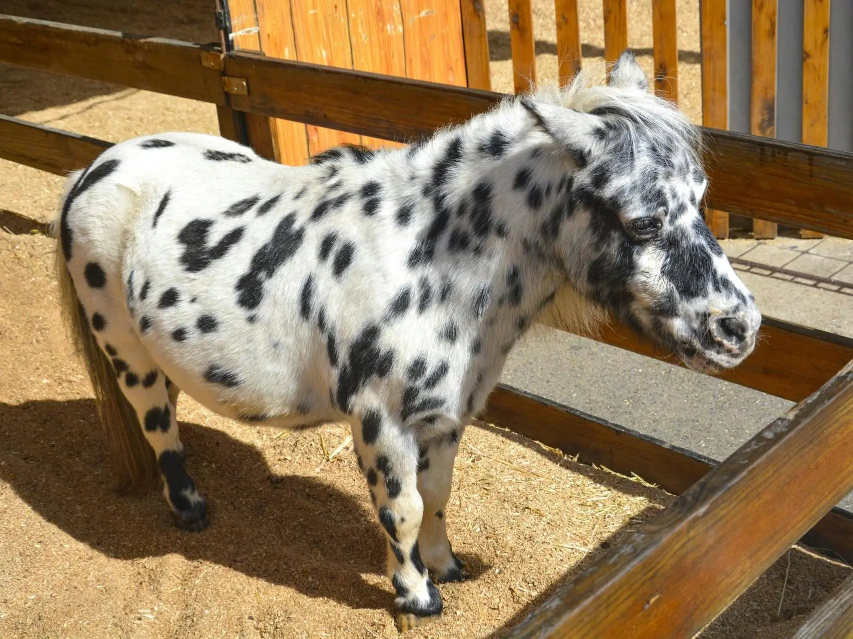 Black appaloosa horse