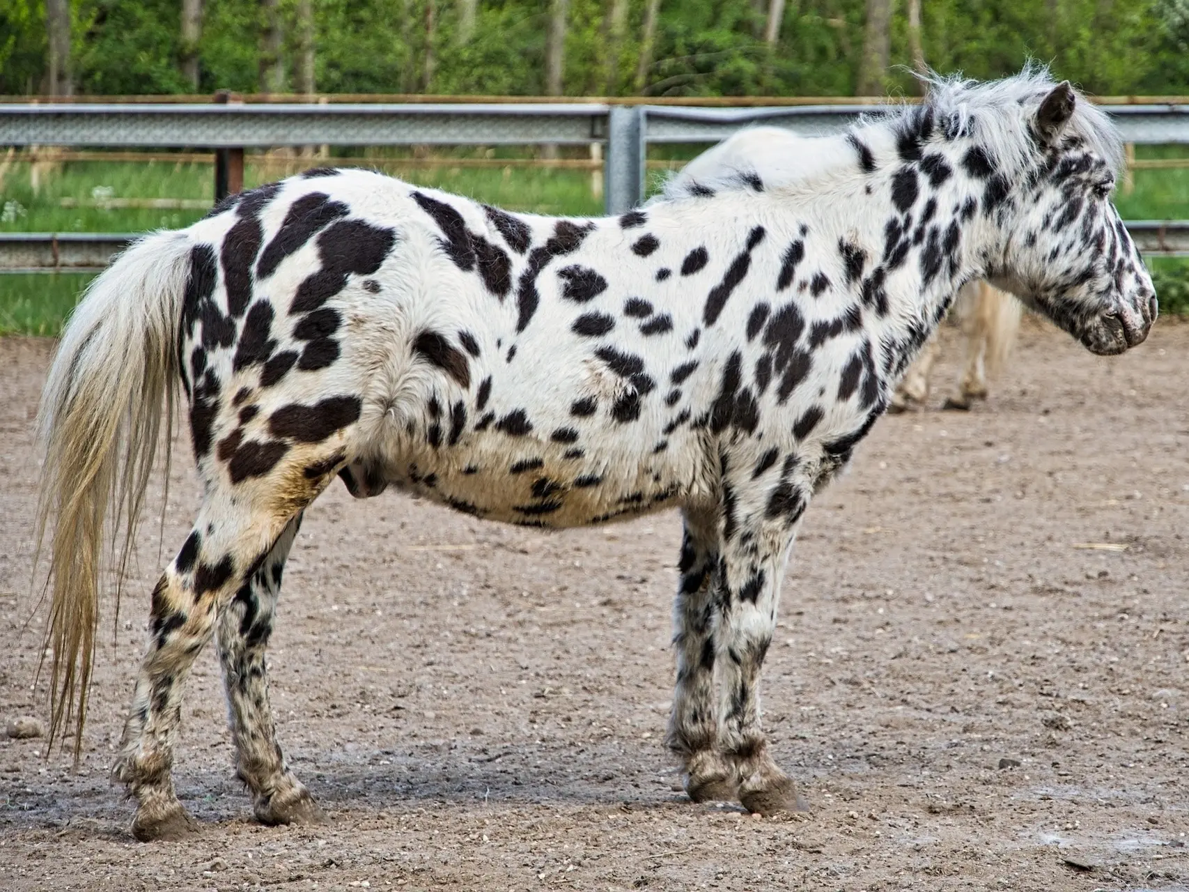 Black appaloosa horse