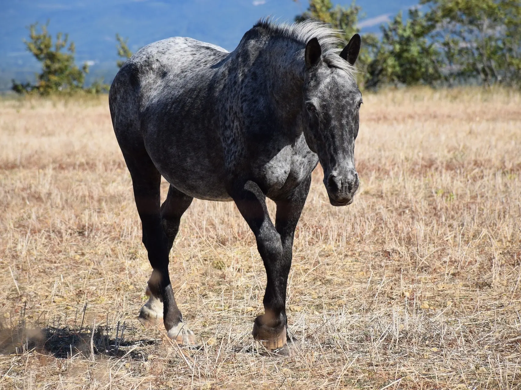 Black appaloosa horse