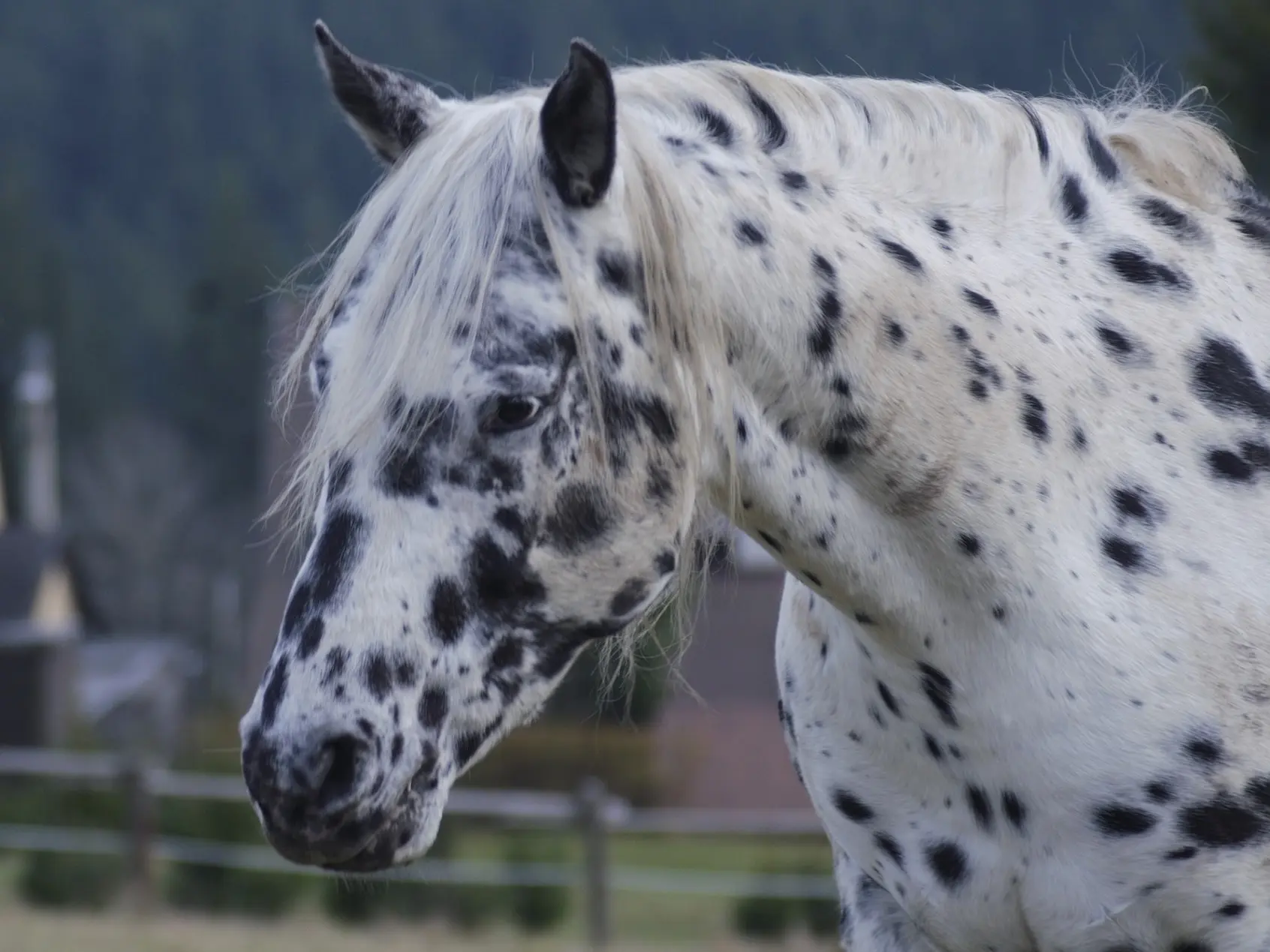 Black appaloosa horse