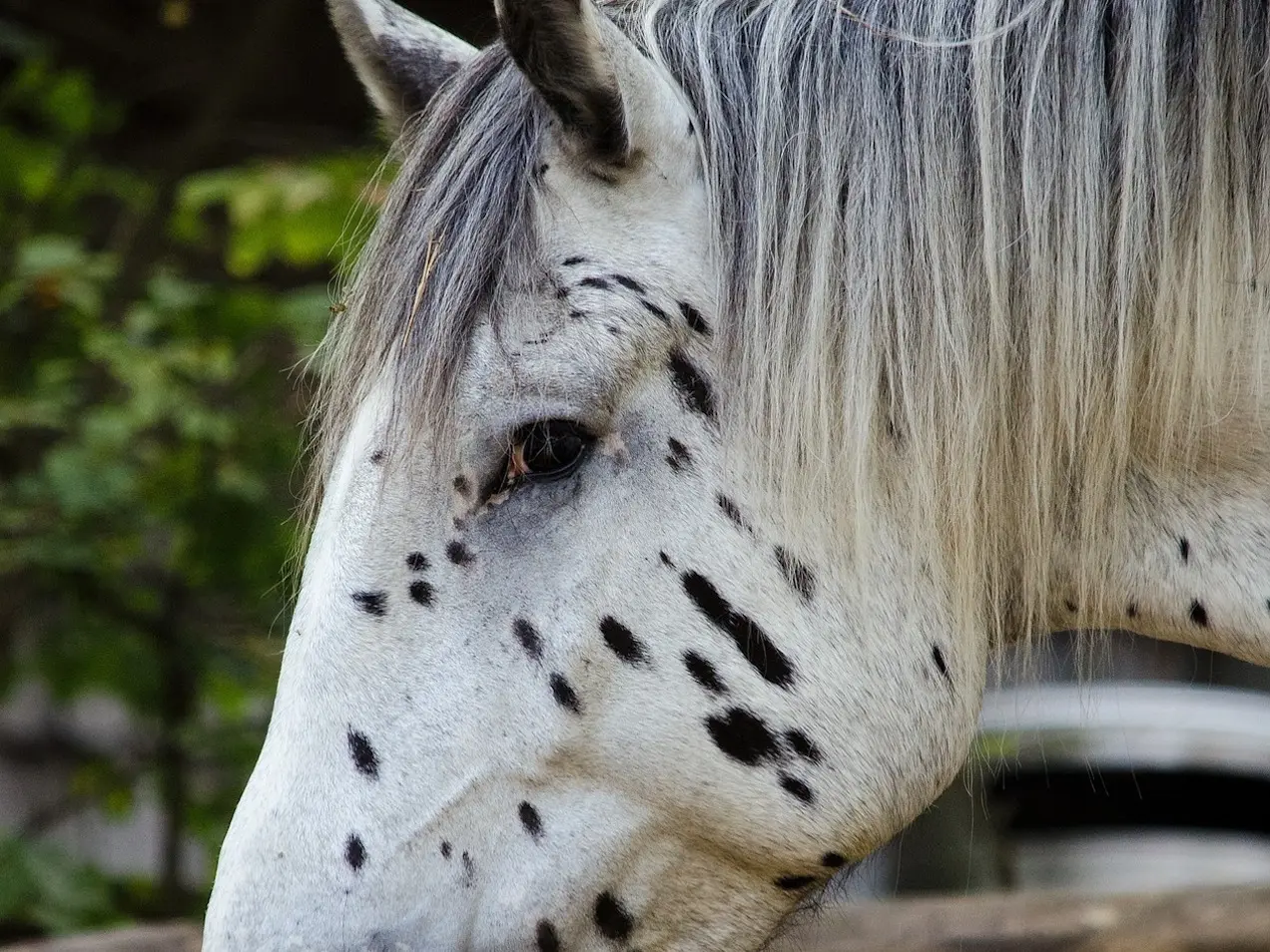 Black appaloosa horse