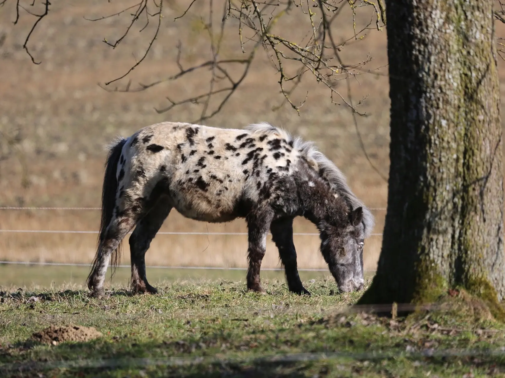 Black appaloosa horse