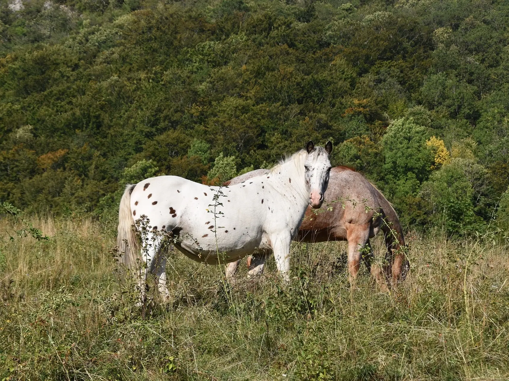 Black appaloosa horse