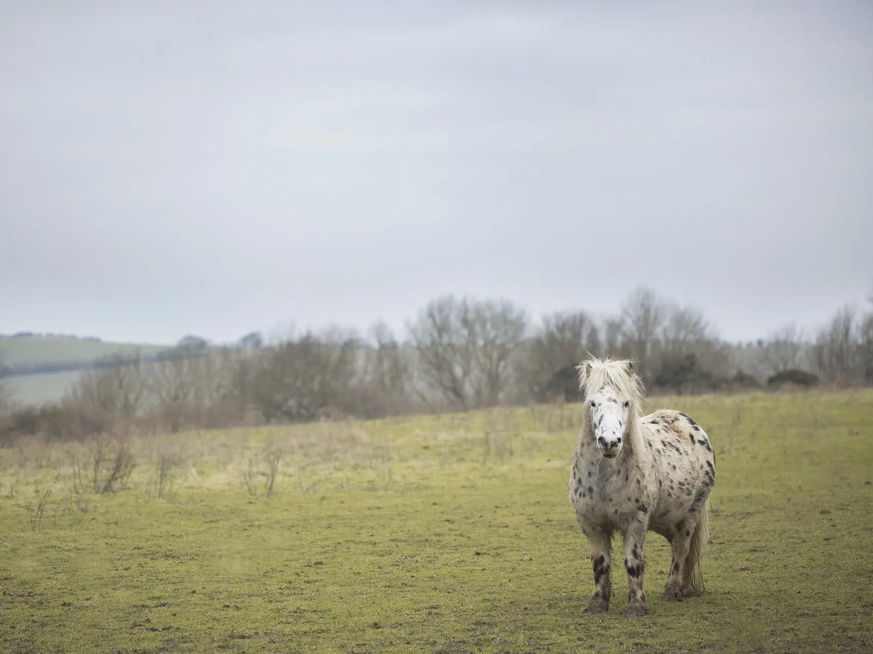 Black appaloosa horse