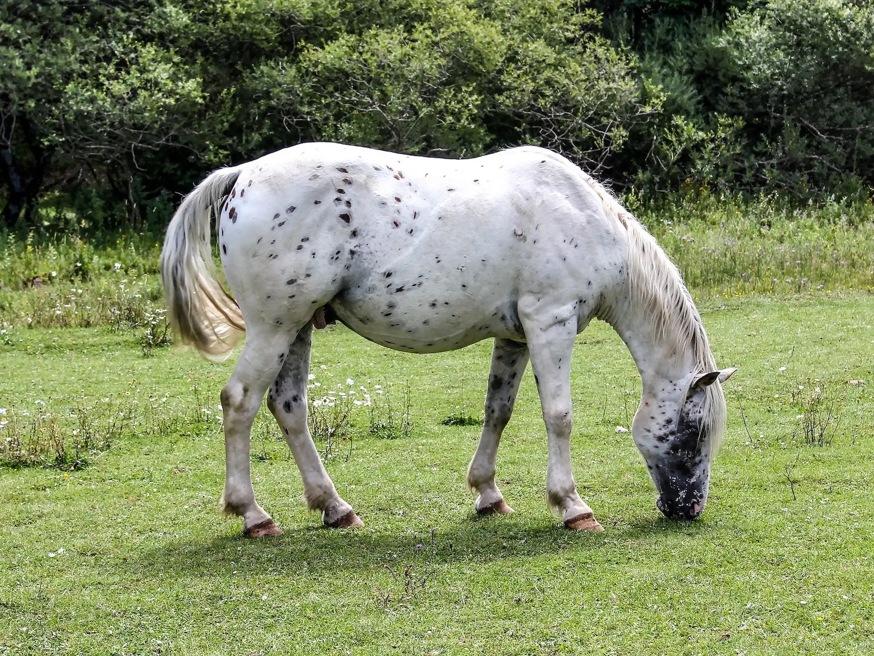 Black appaloosa horse